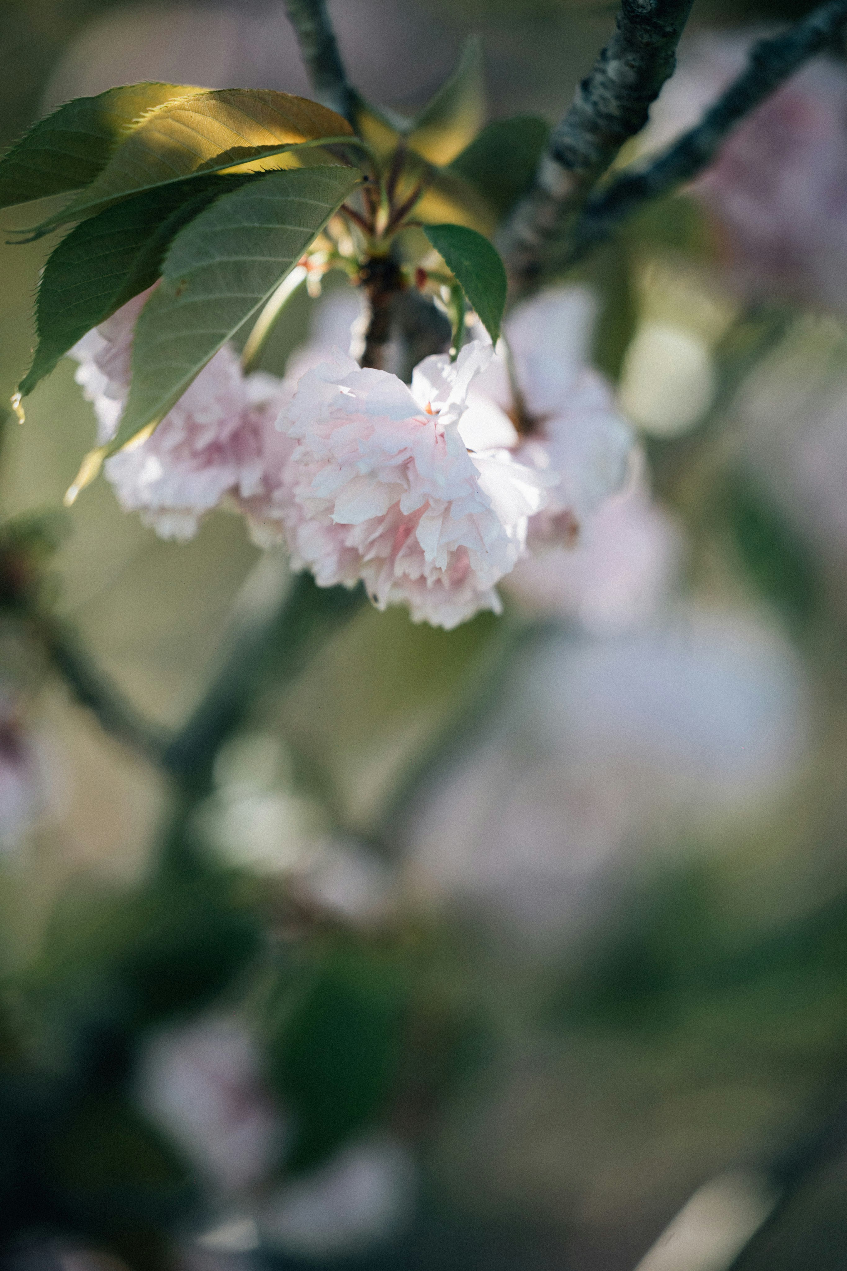 Photo by tsuyoshikozu