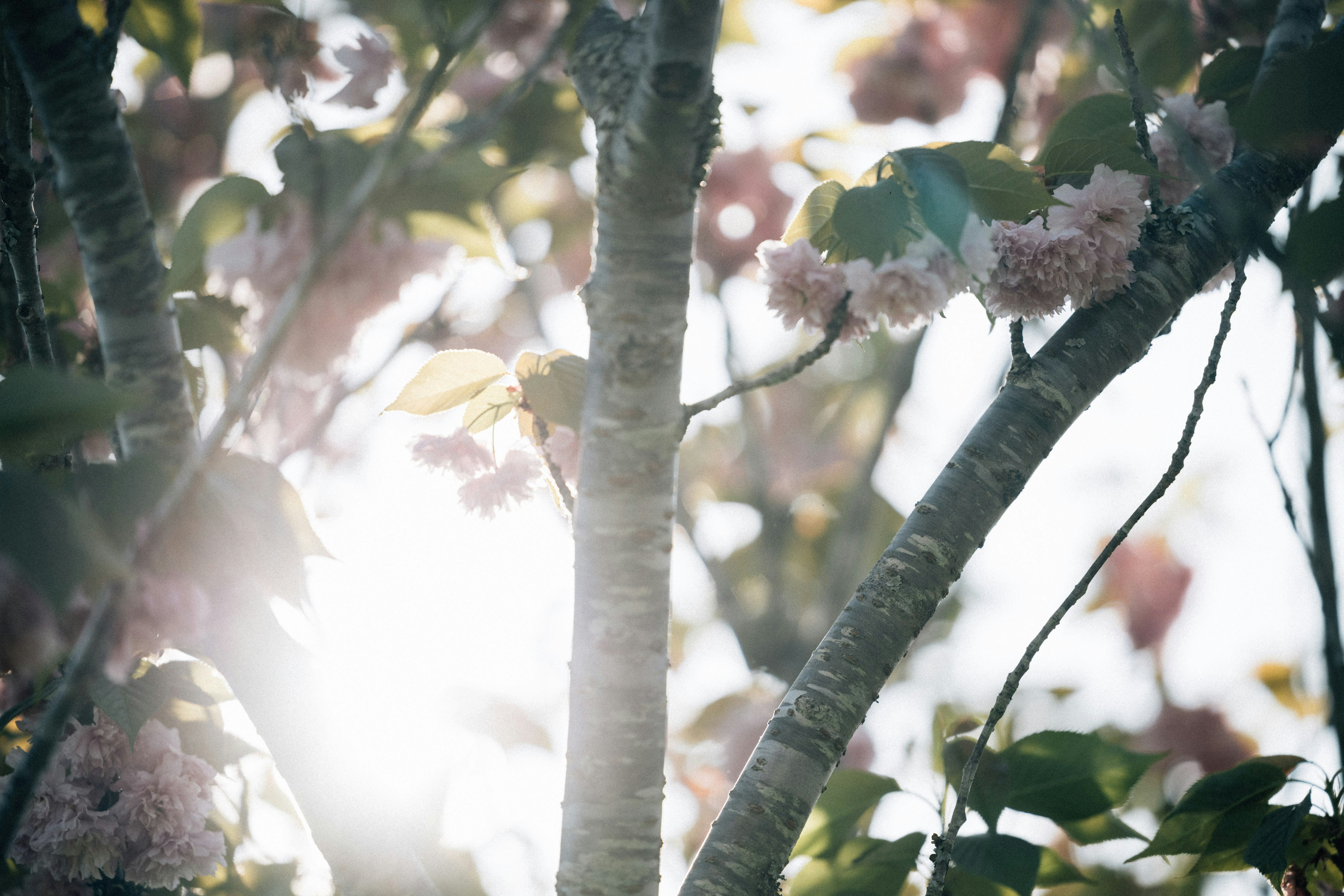 Photo by tsuyoshikozu