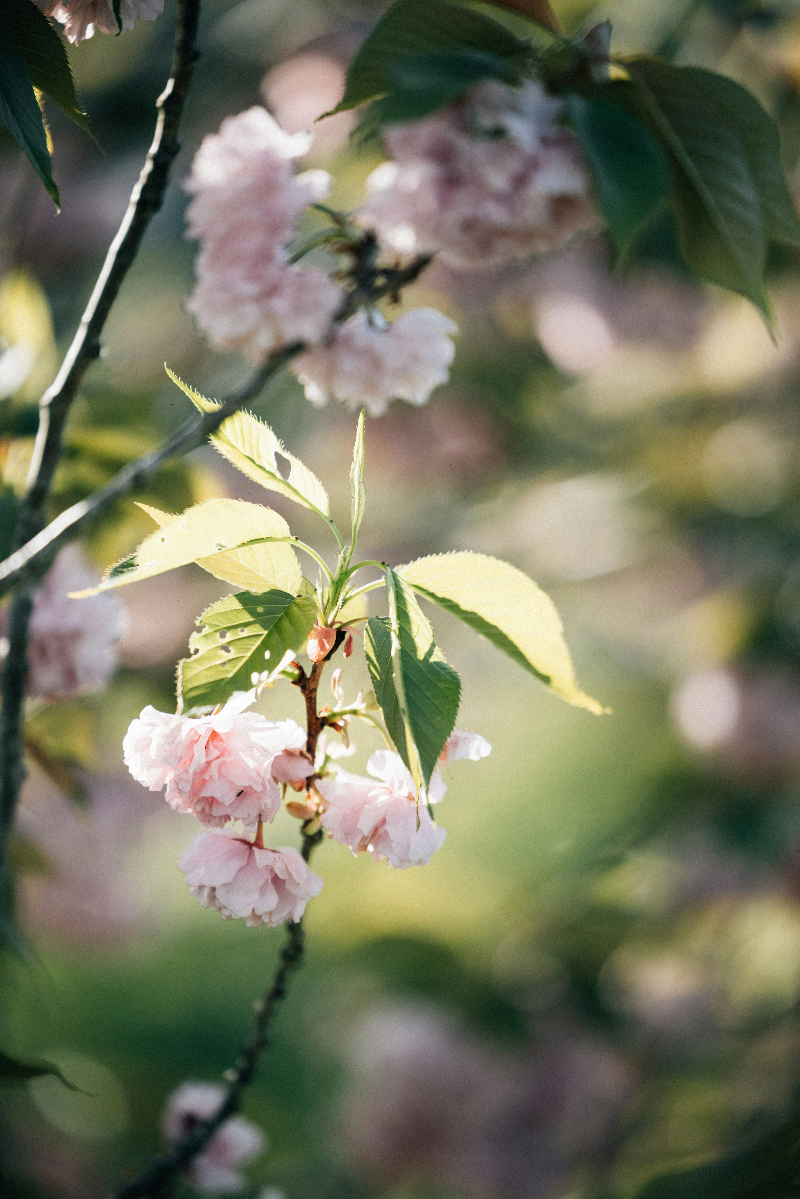 Photo by tsuyoshikozu