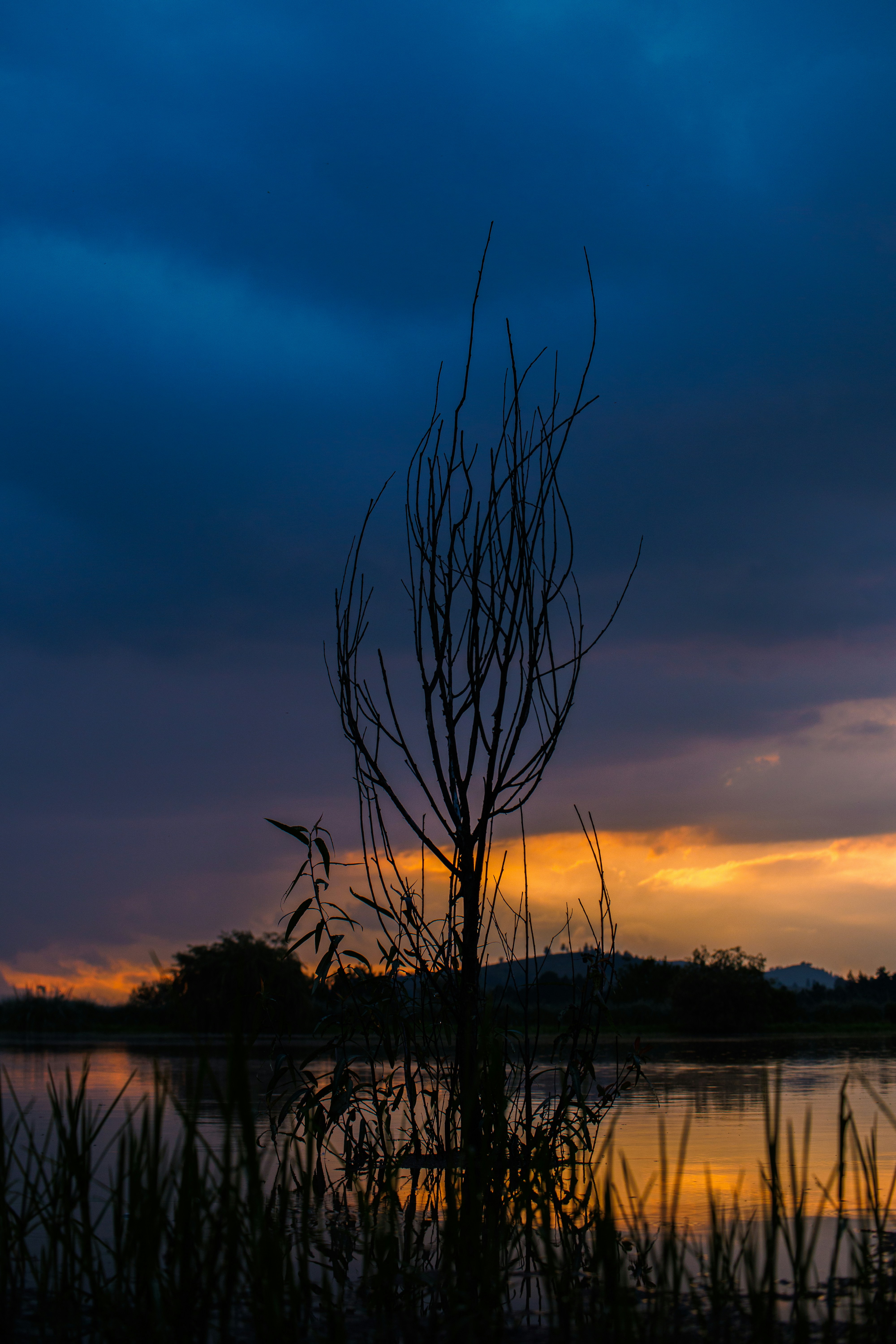 A tree in the foreground with a sunset in the background