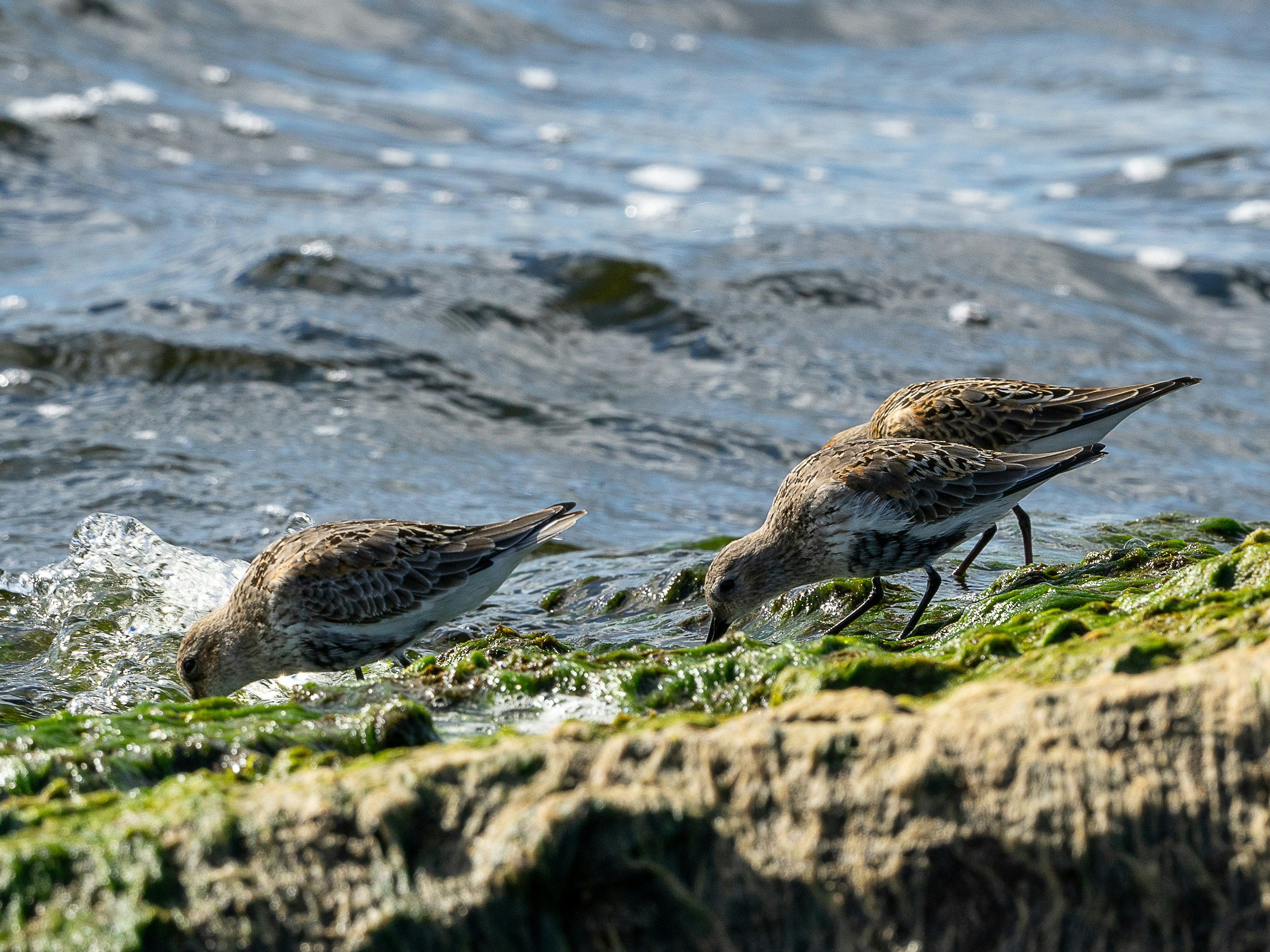 Photo by andruslukas