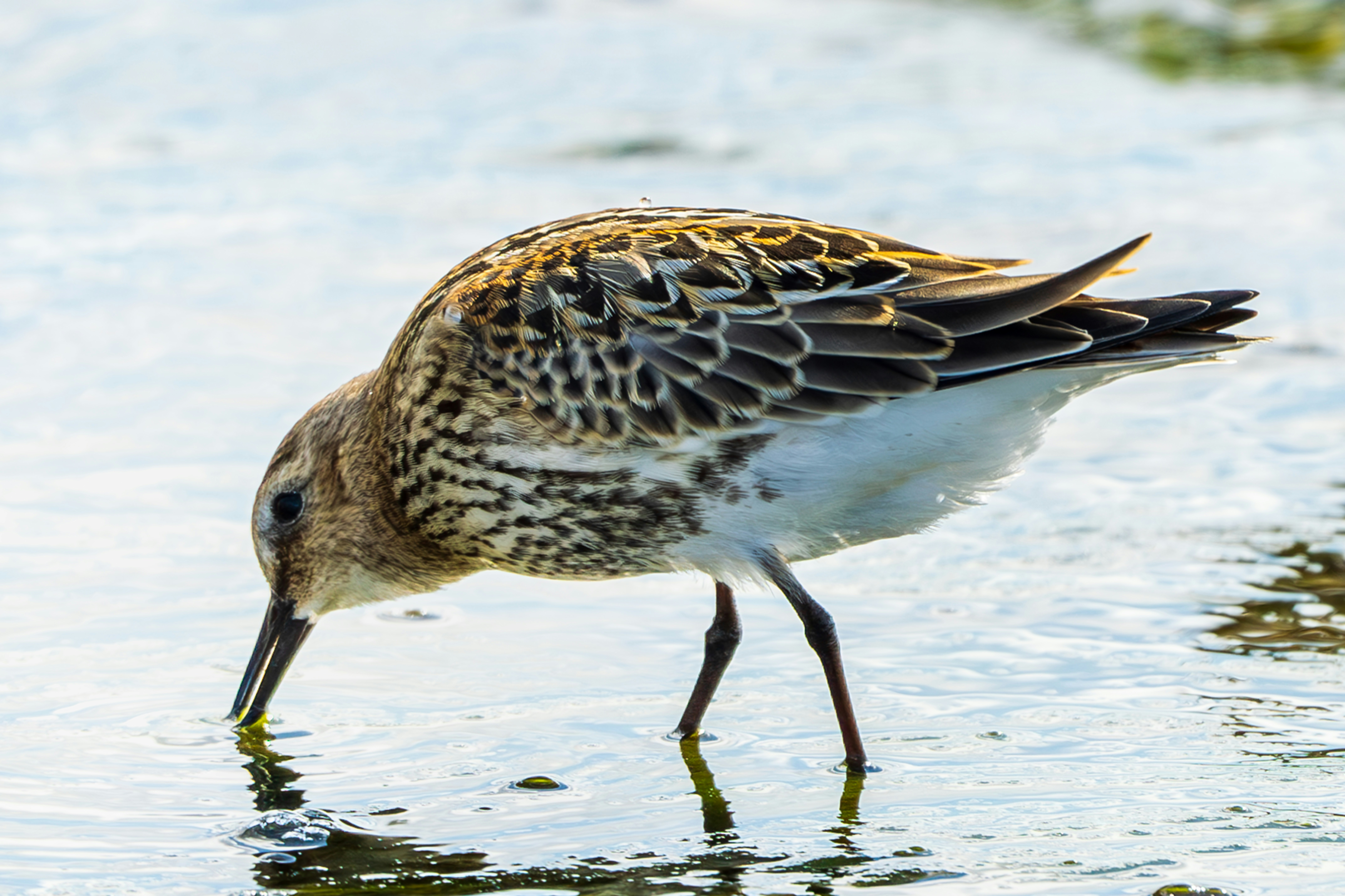 Photo by andruslukas