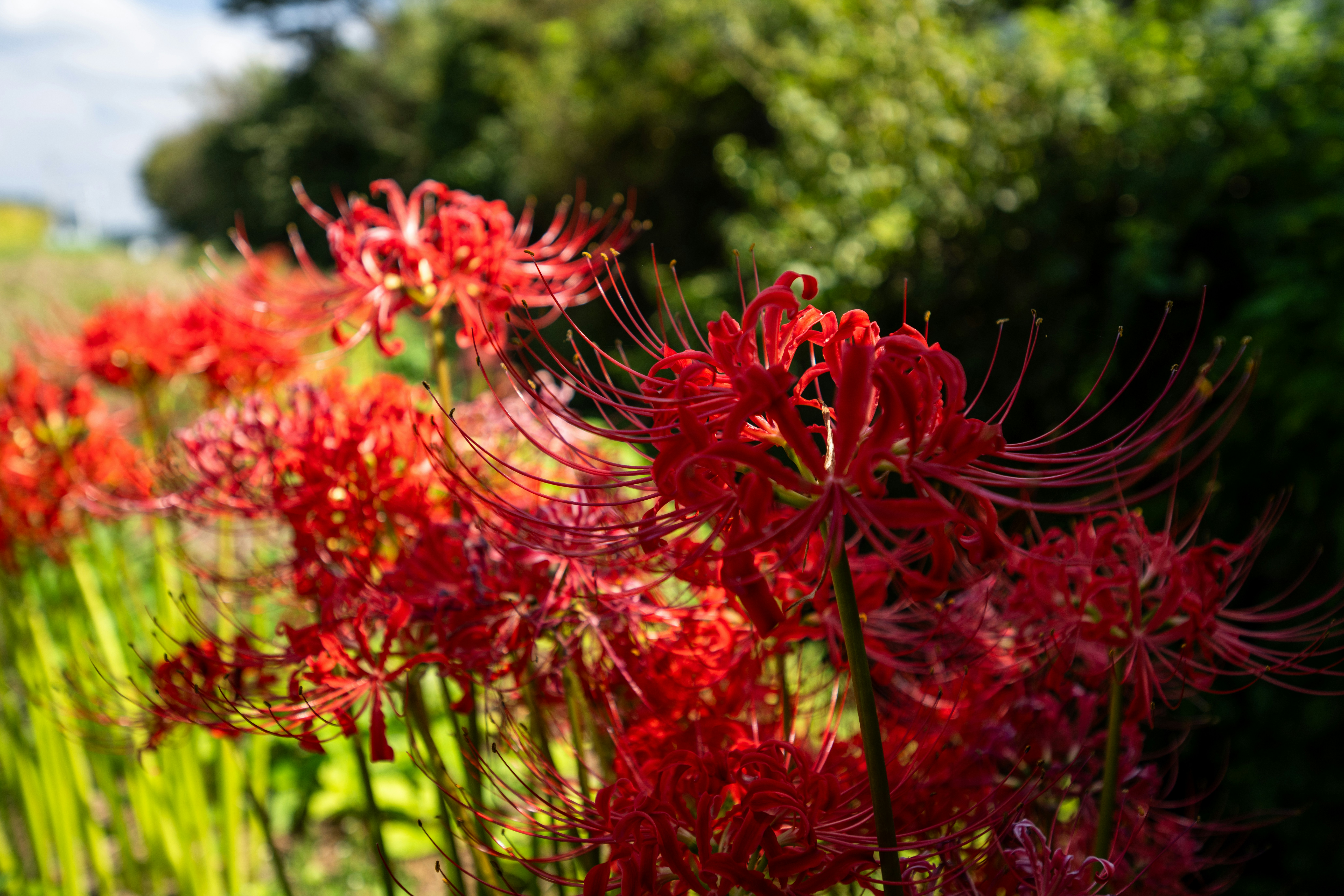 野原に咲く赤い花の束の写真 – Unsplashの花の無料画像
