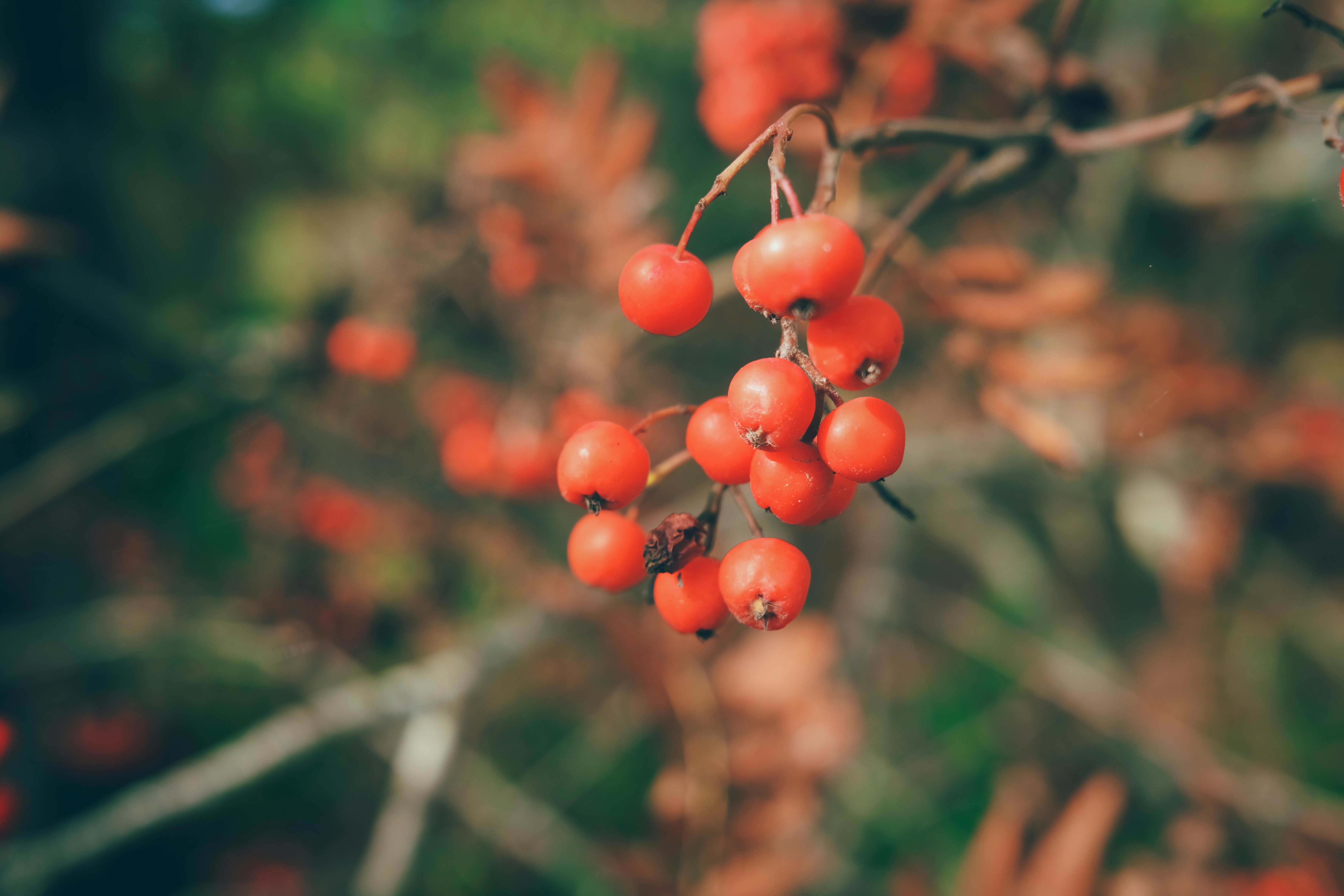 Photo by magnusjonasson