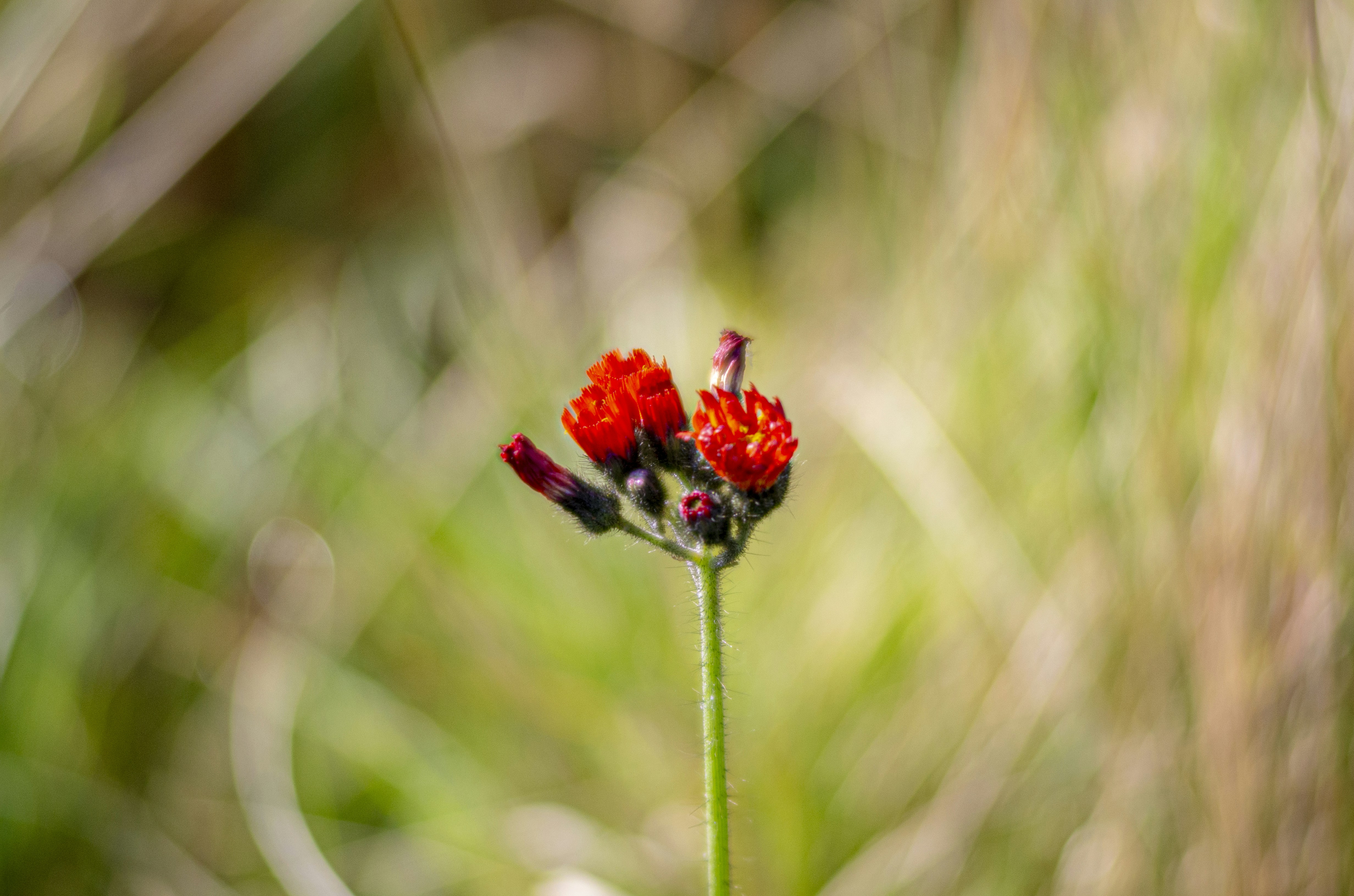 Photo by jcosens