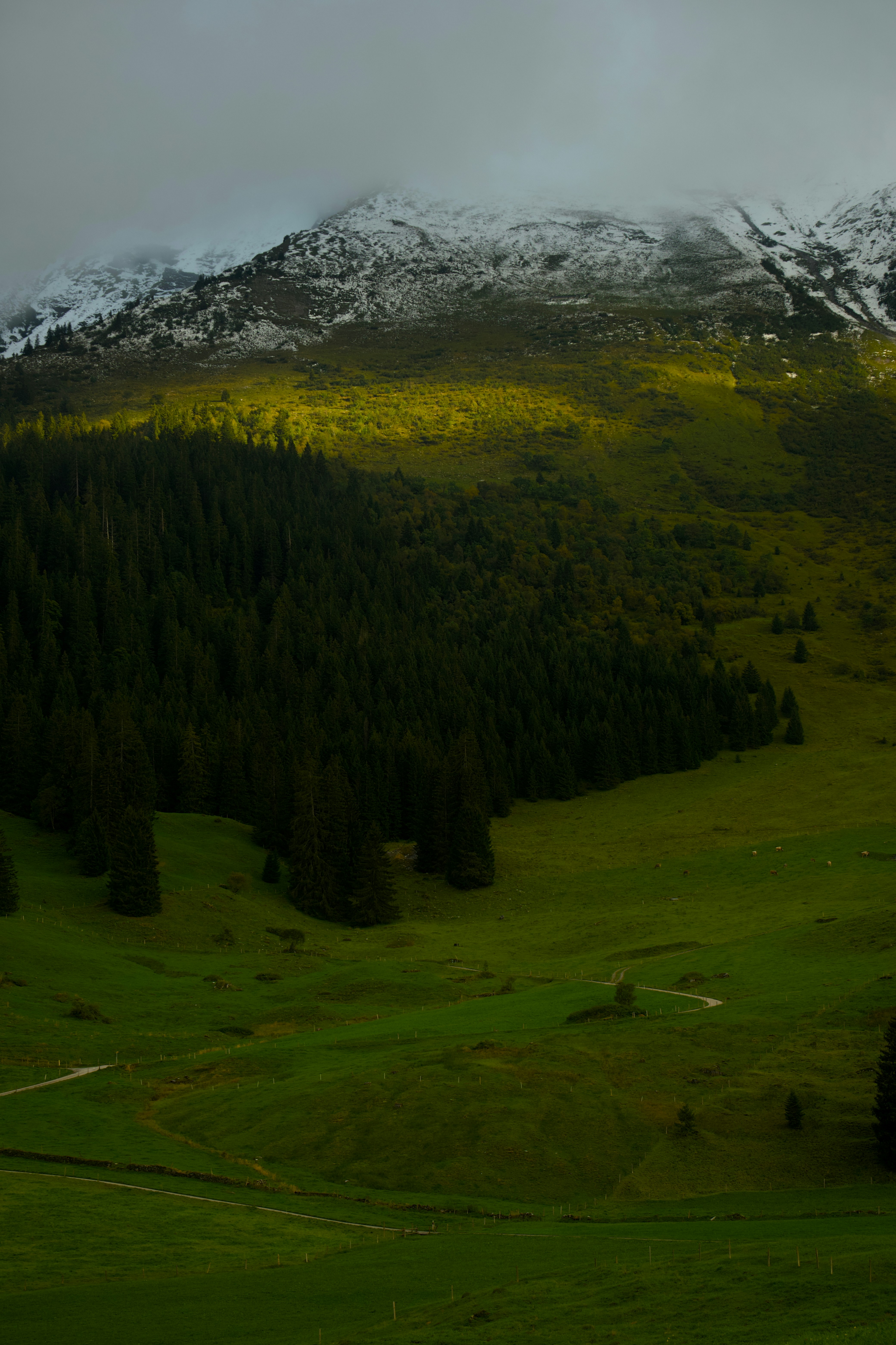 A green field with a mountain in the background