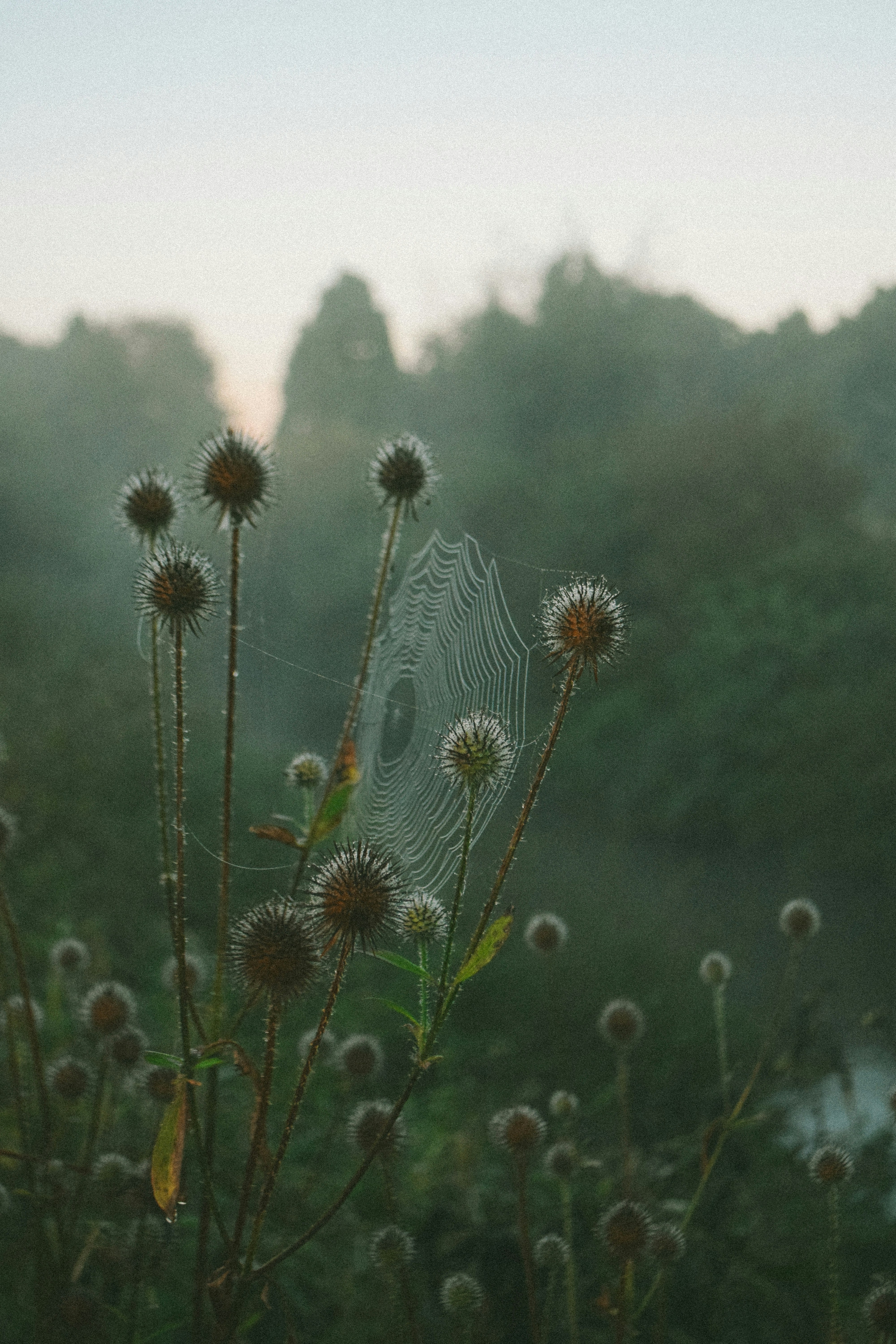 A spider web sits on a plant in a field