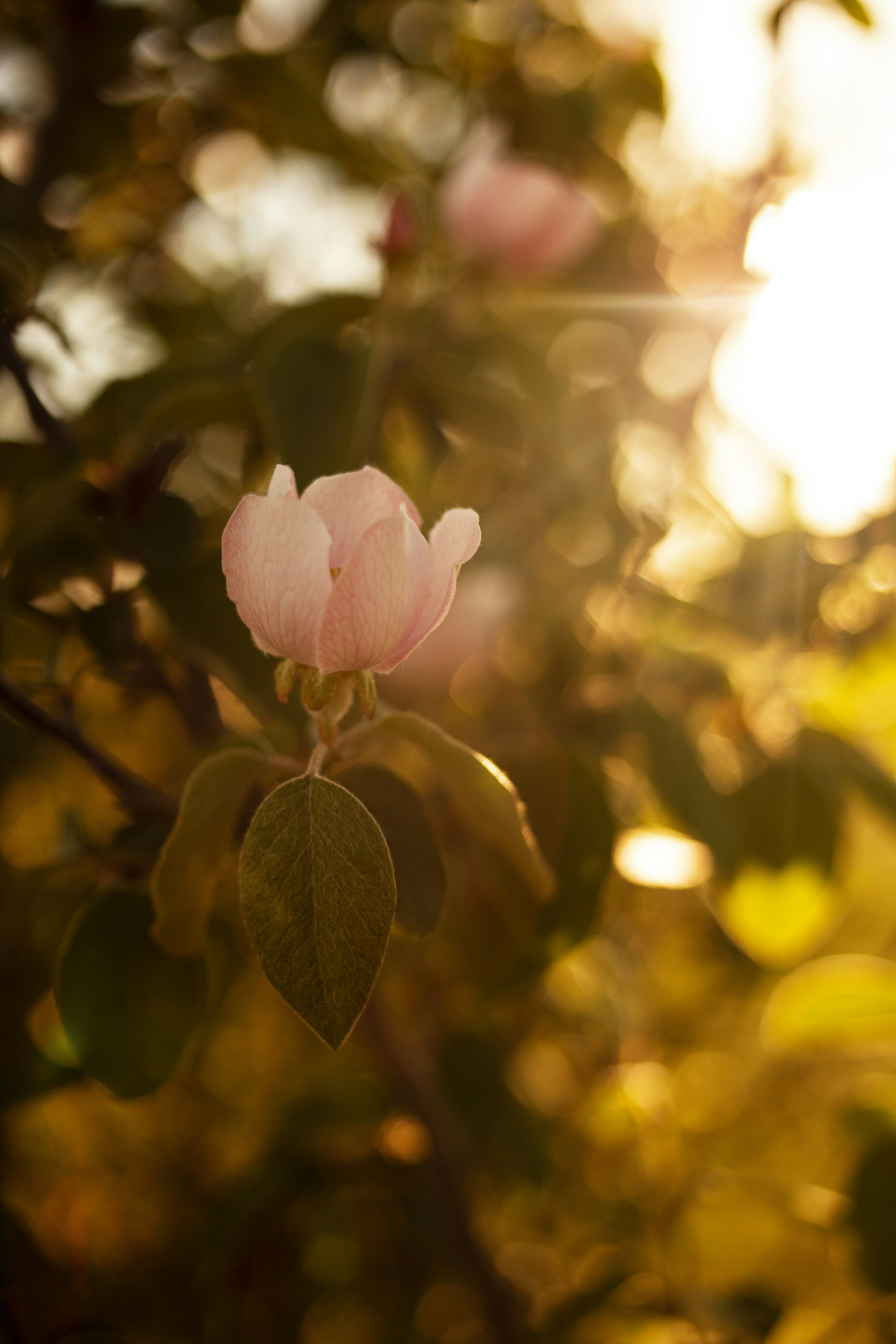 A pink flower on a tree with the sun in the background