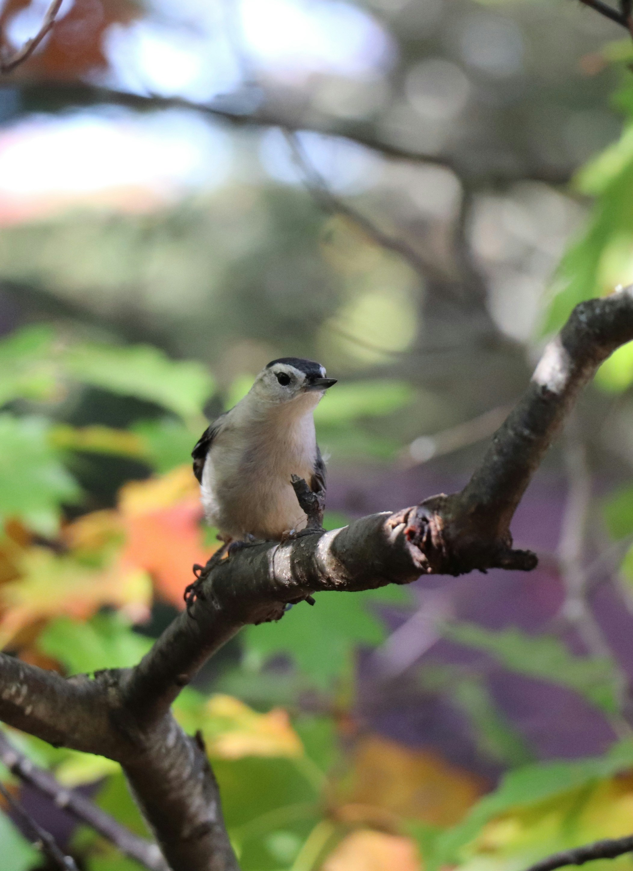10 Rare Birds to Spot in Backyard Bird Watching