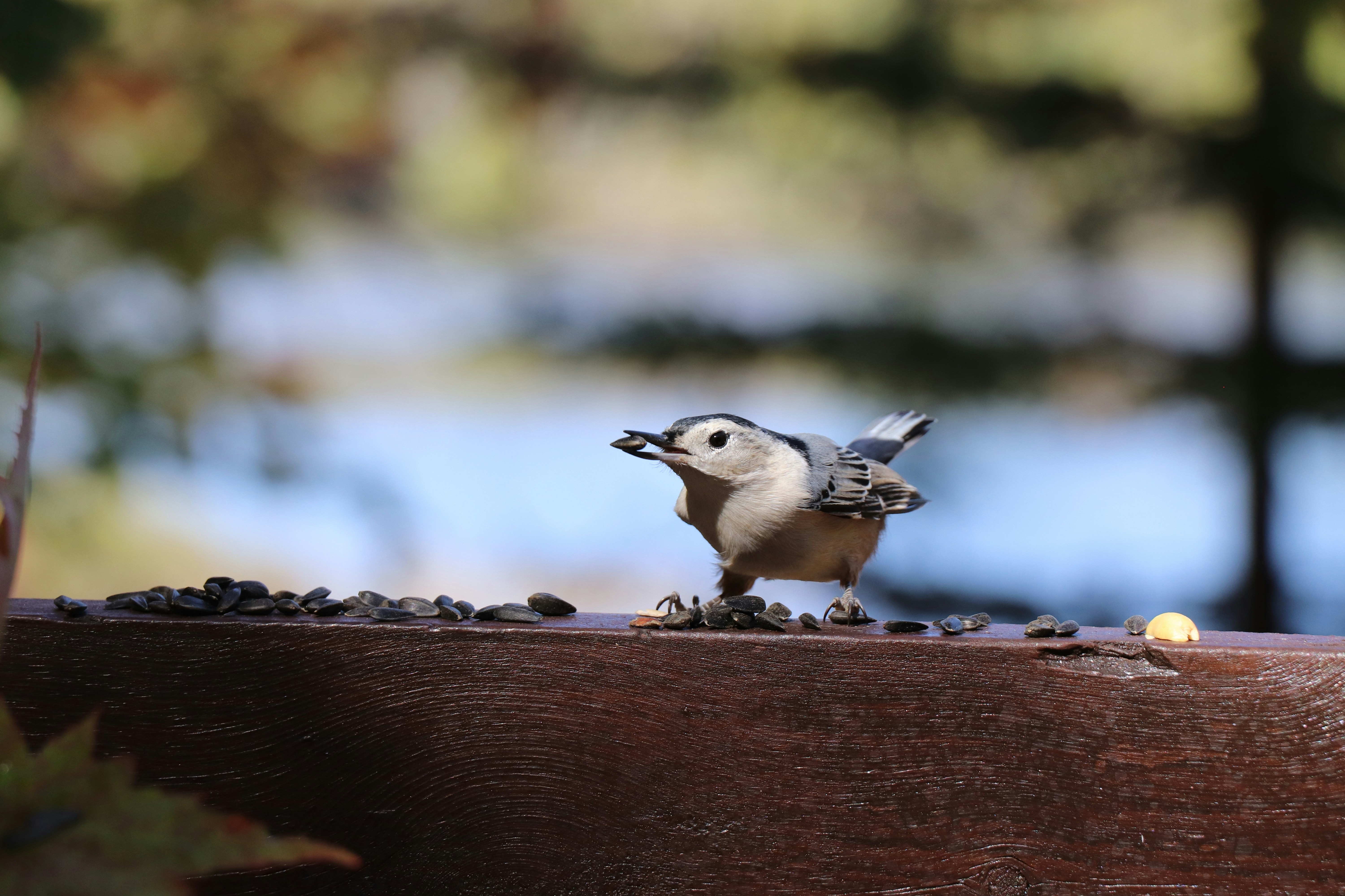 A small bird standing on top of a wooden bench