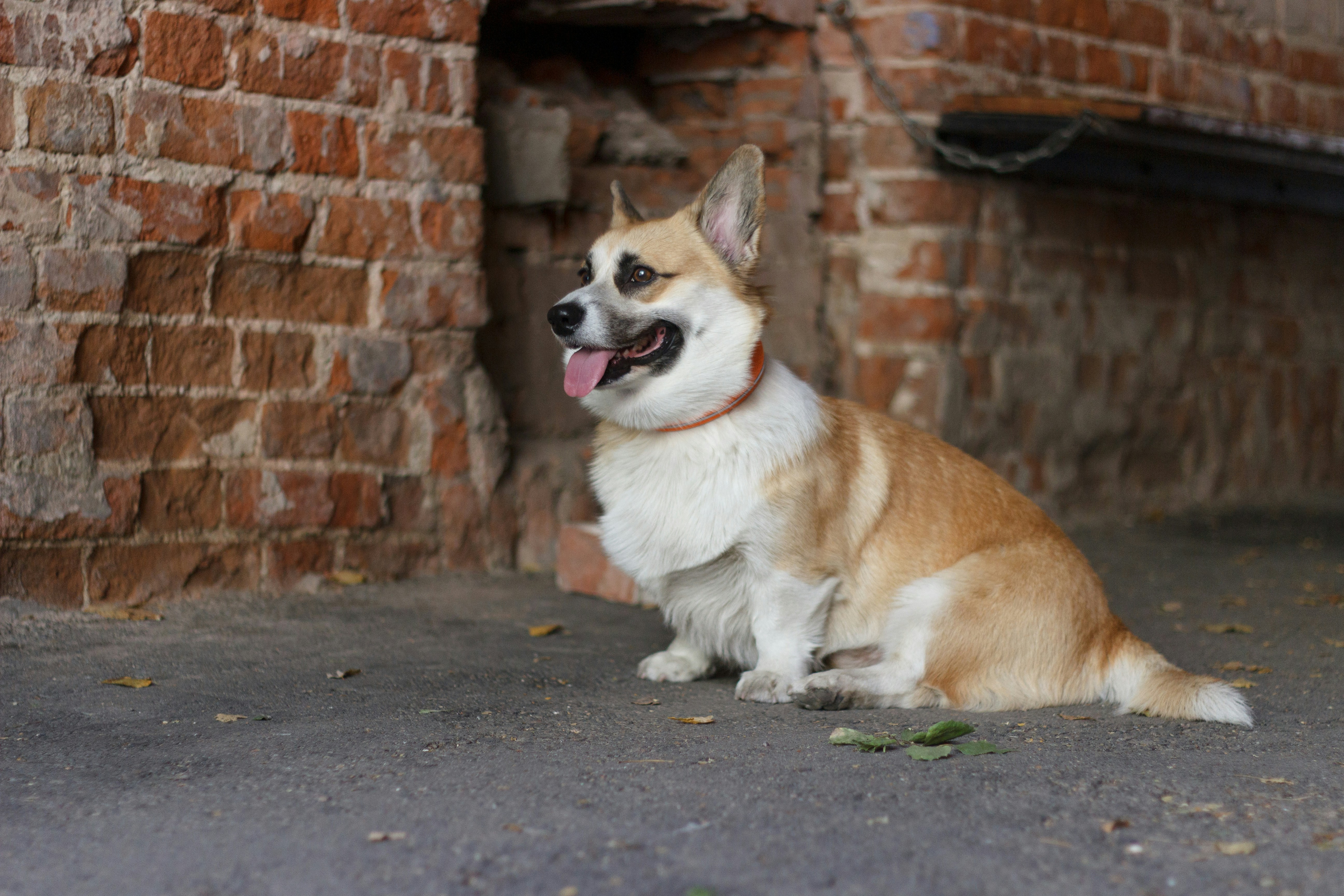 A brown and white dog sitting next to a brick wall