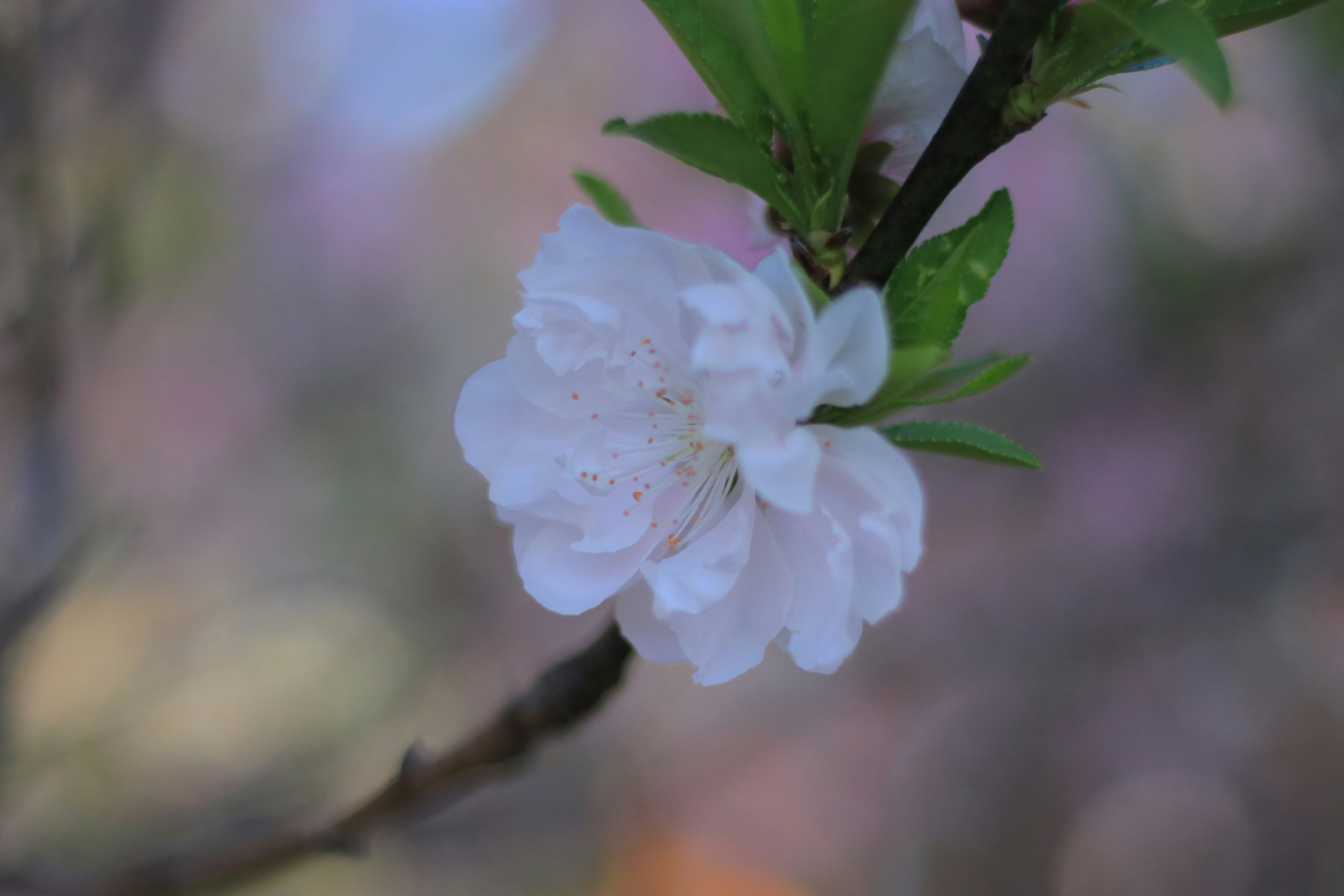 A close up of a flower on a tree branch