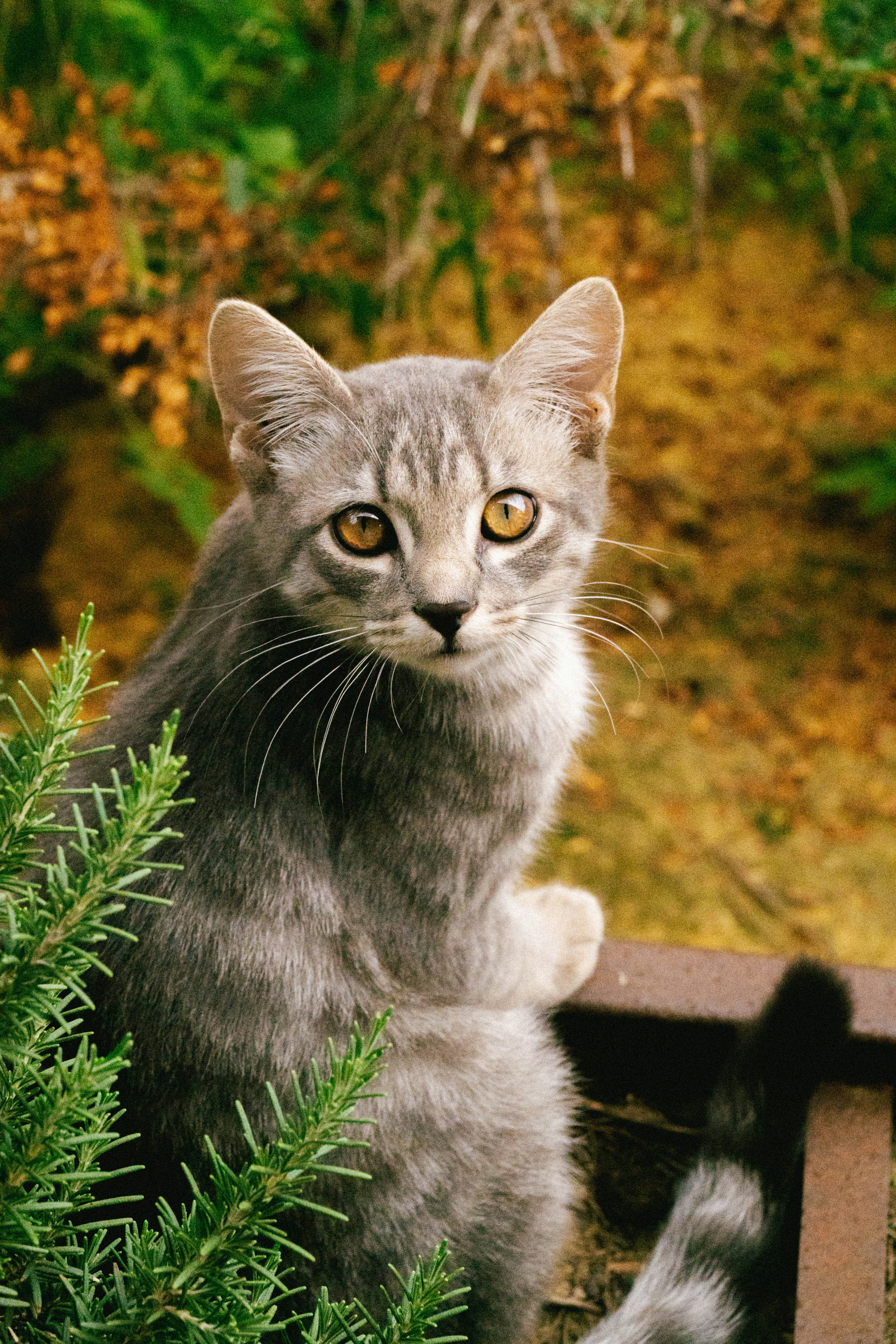 photo-1727617855725-ff285181897d?ixid=M3