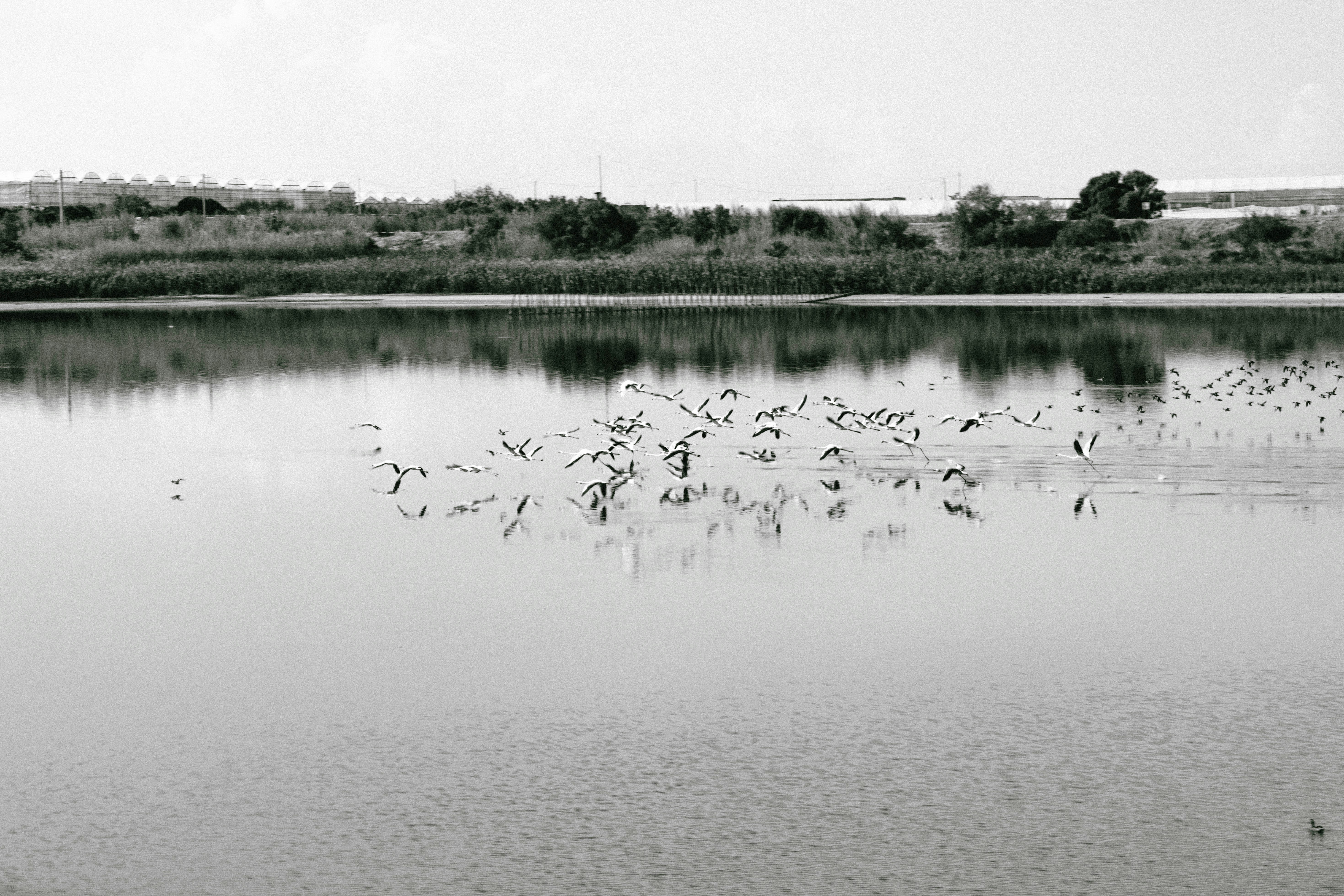 A flock of birds standing on top of a lake
