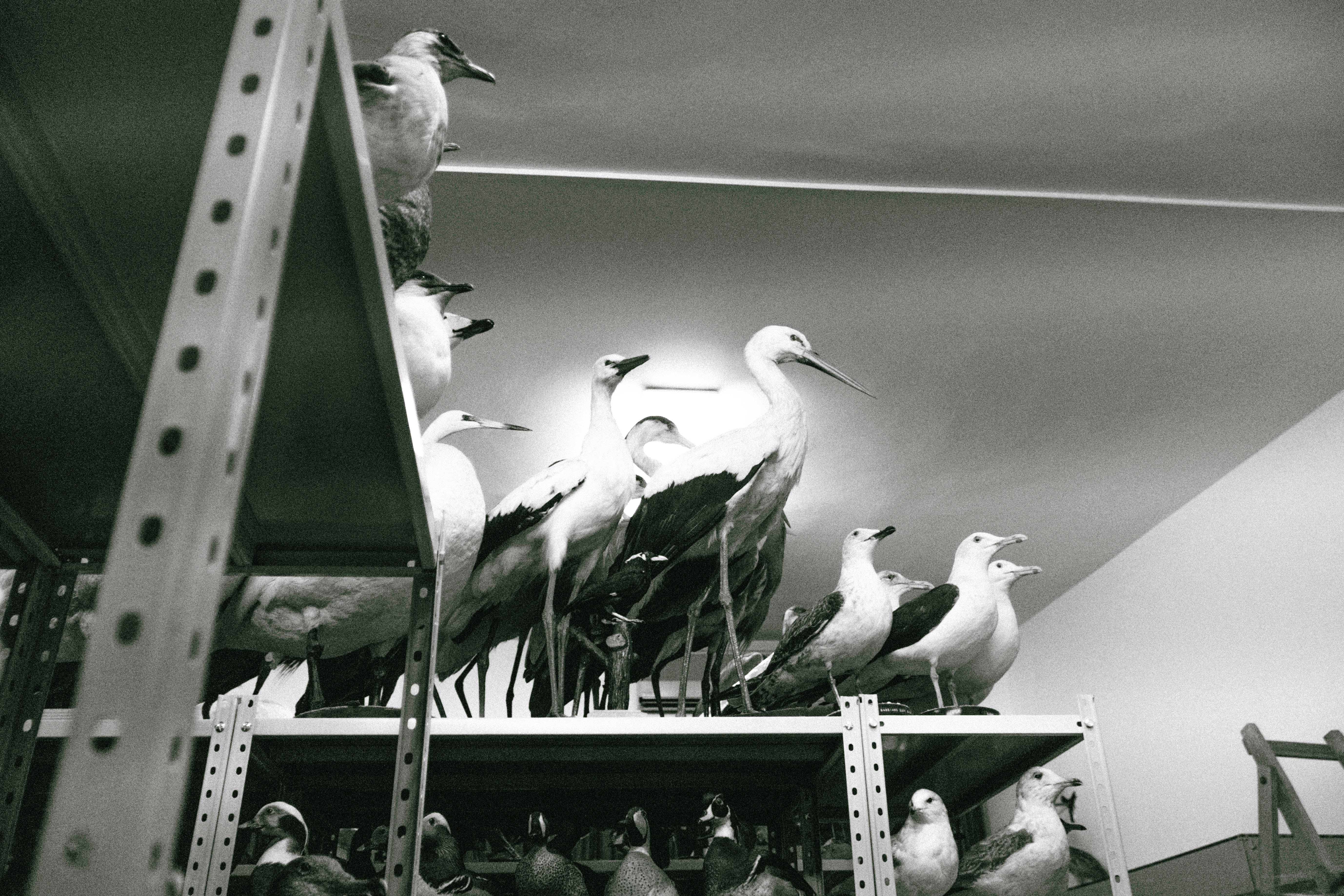 A black and white photo of seagulls on a shelf