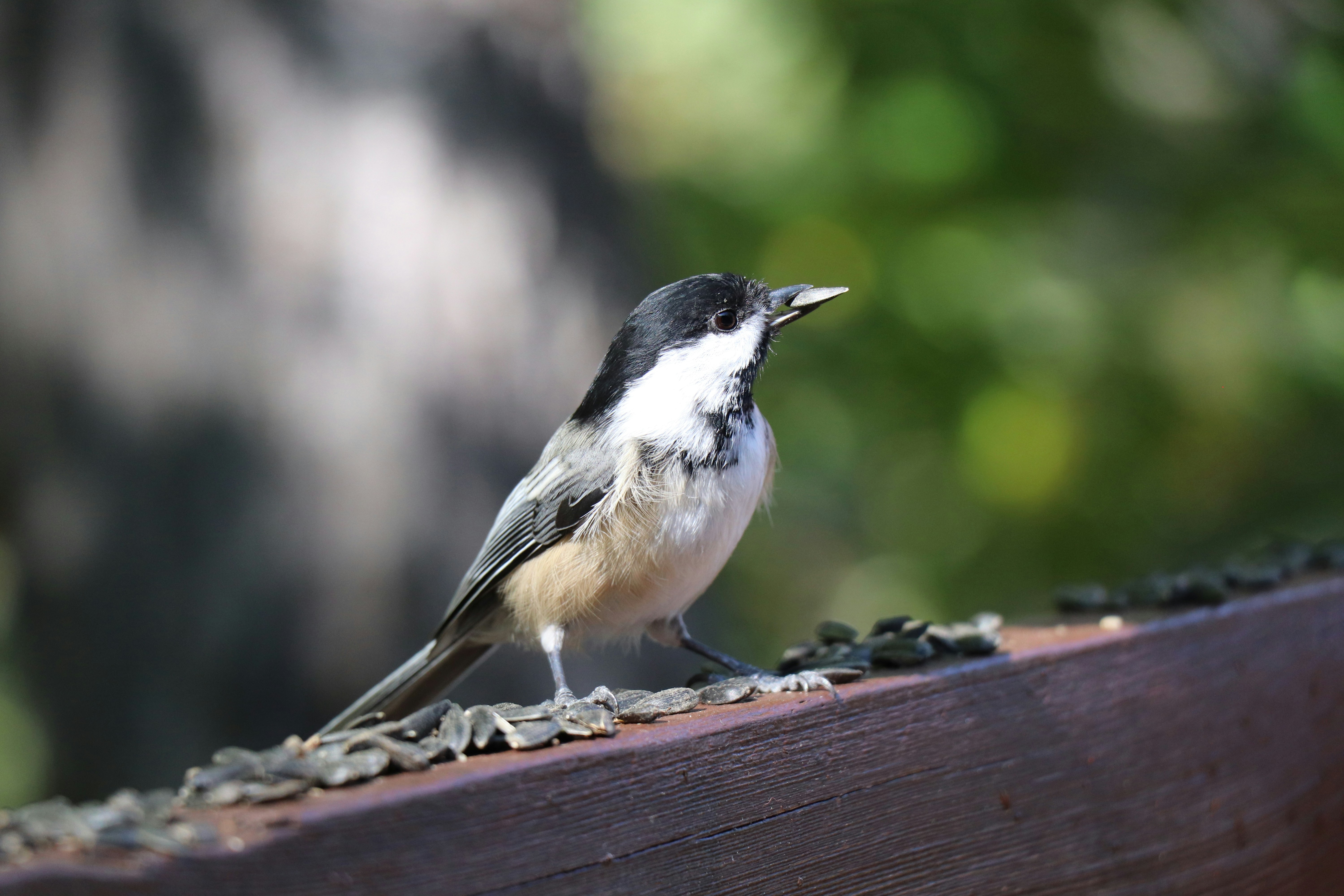 Photo by sandimagerart