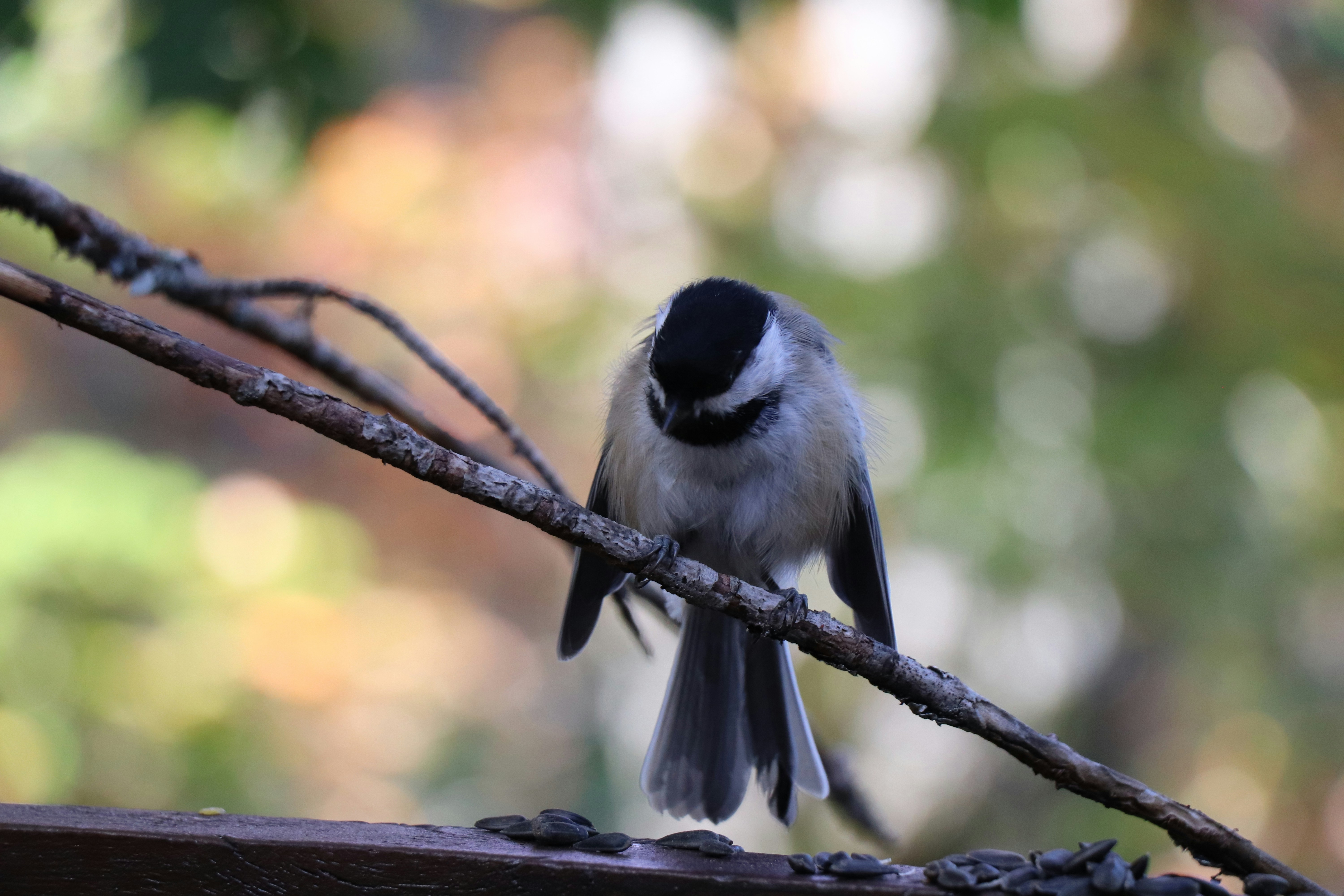 Photo by sandimagerart