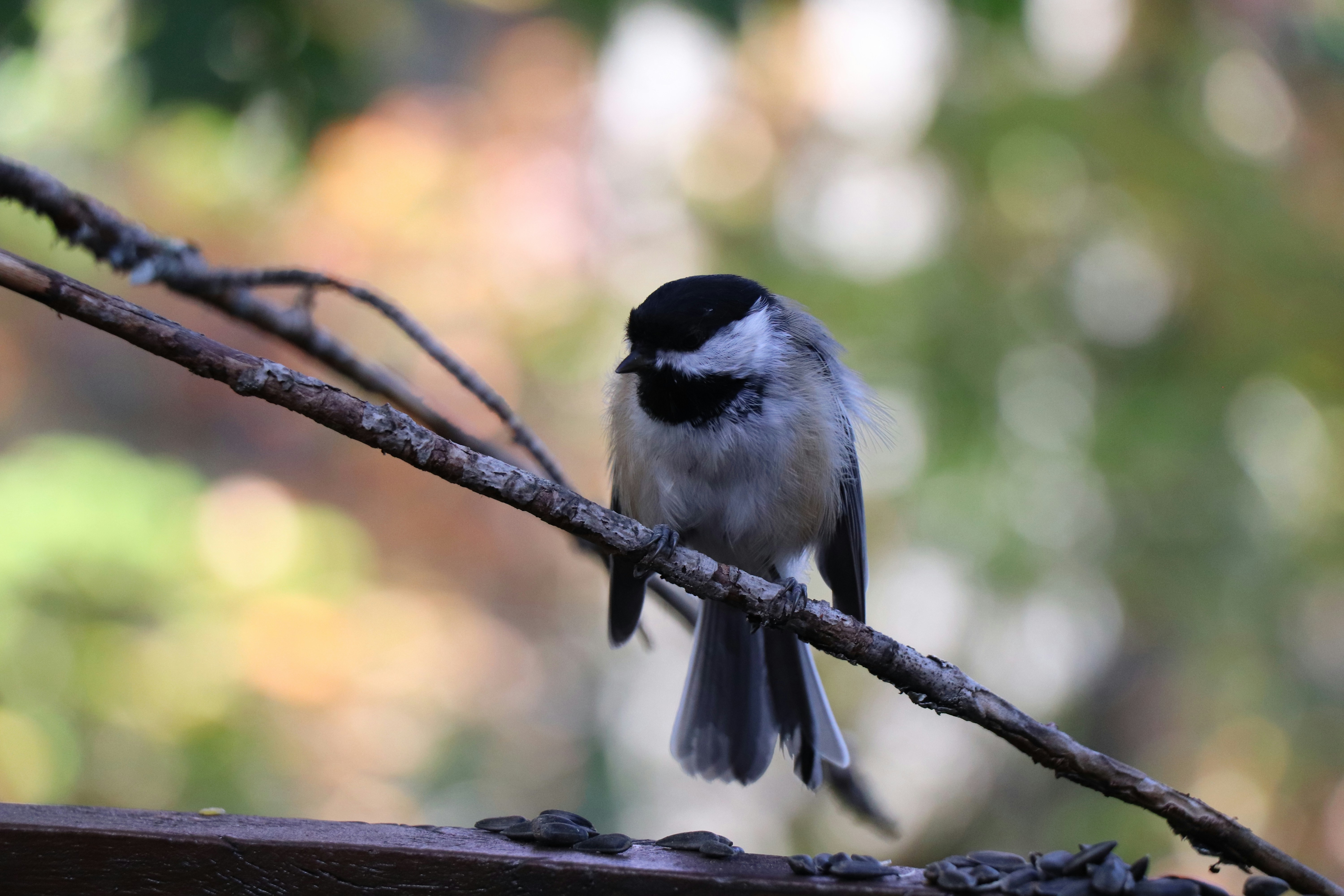 Photo by sandimagerart