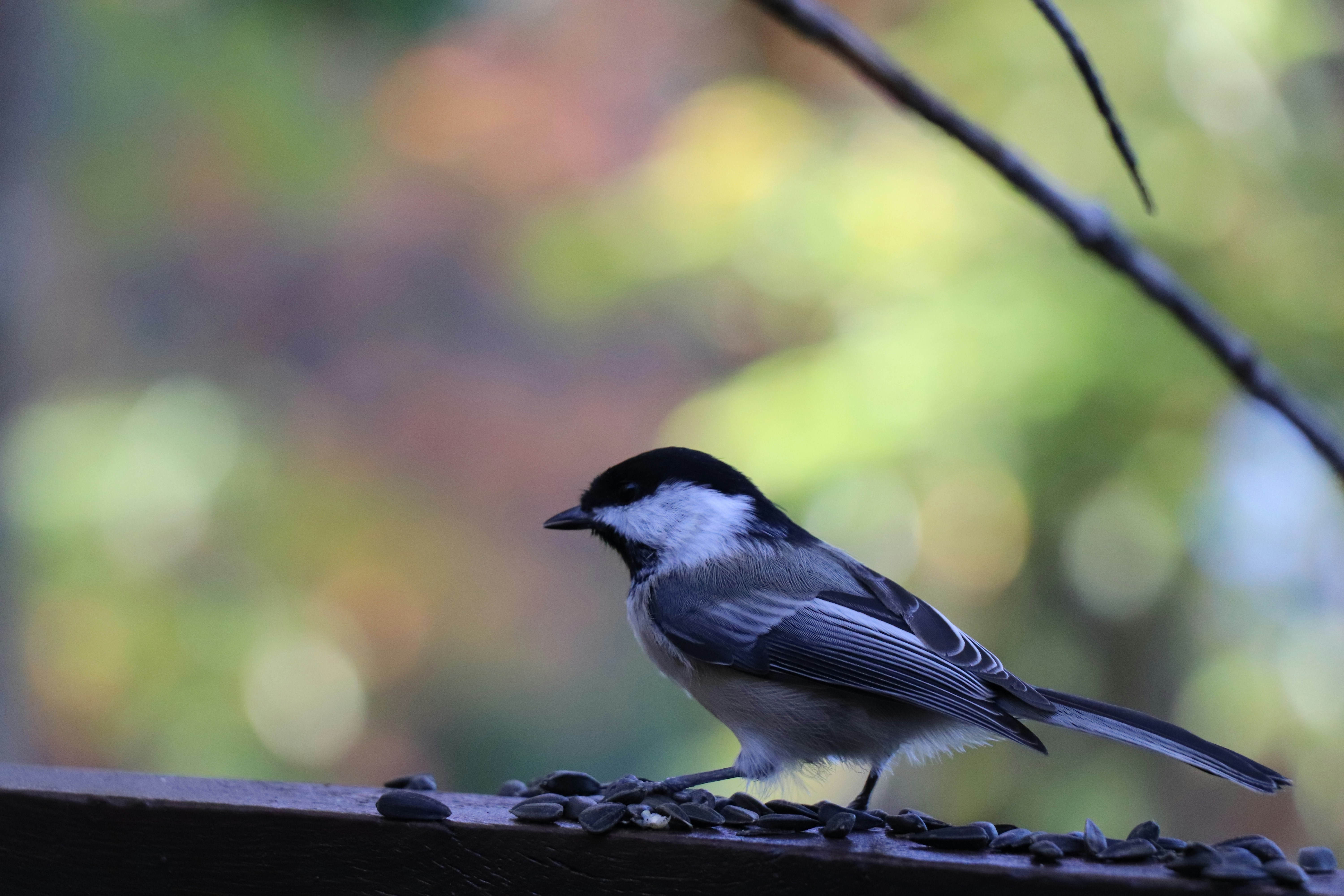 Photo by sandimagerart