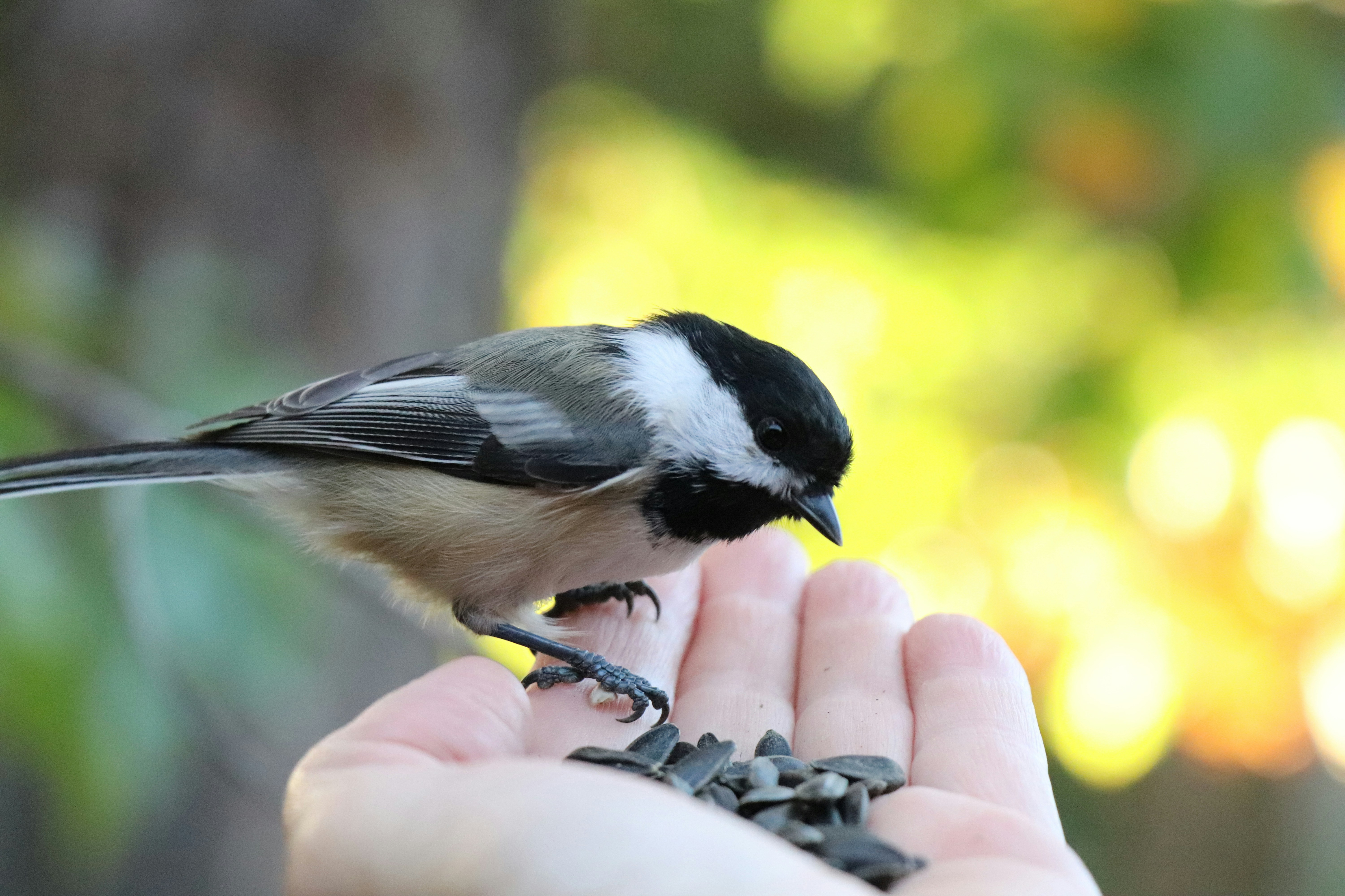 A person holding a bird in their hand