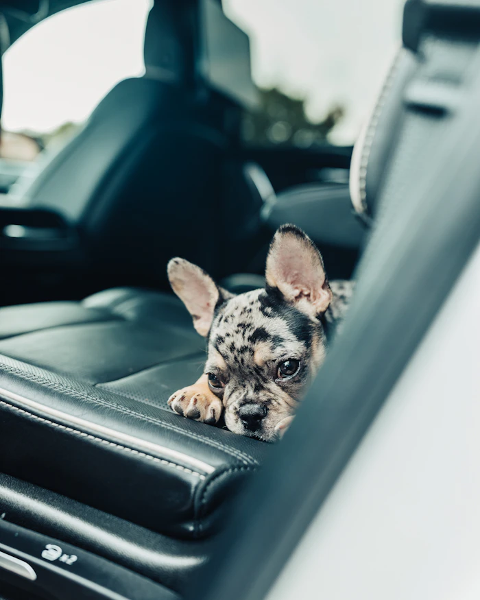 Dog in the back seat of a car