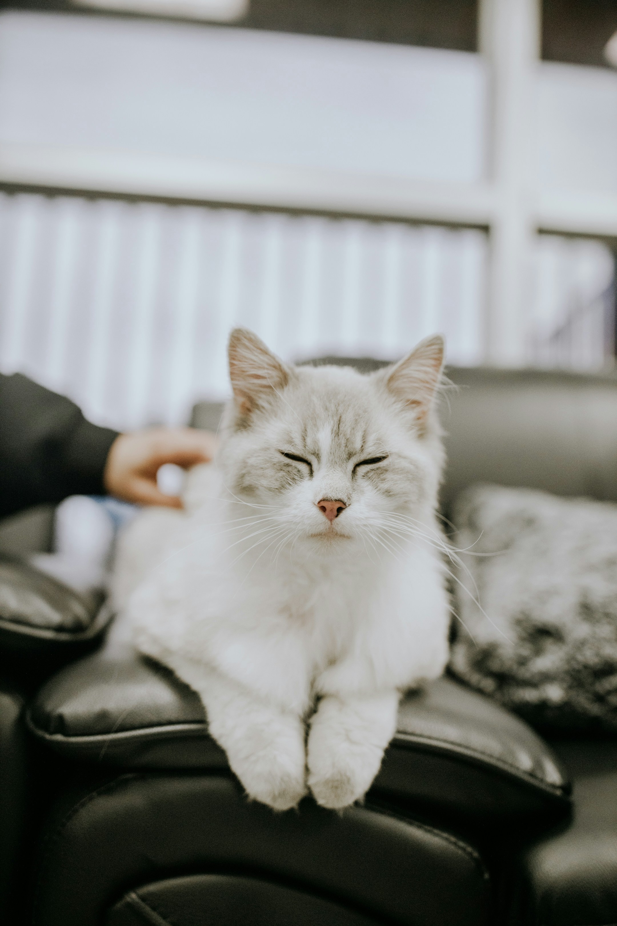 Ambassadors of Calm (image credits: unsplash)