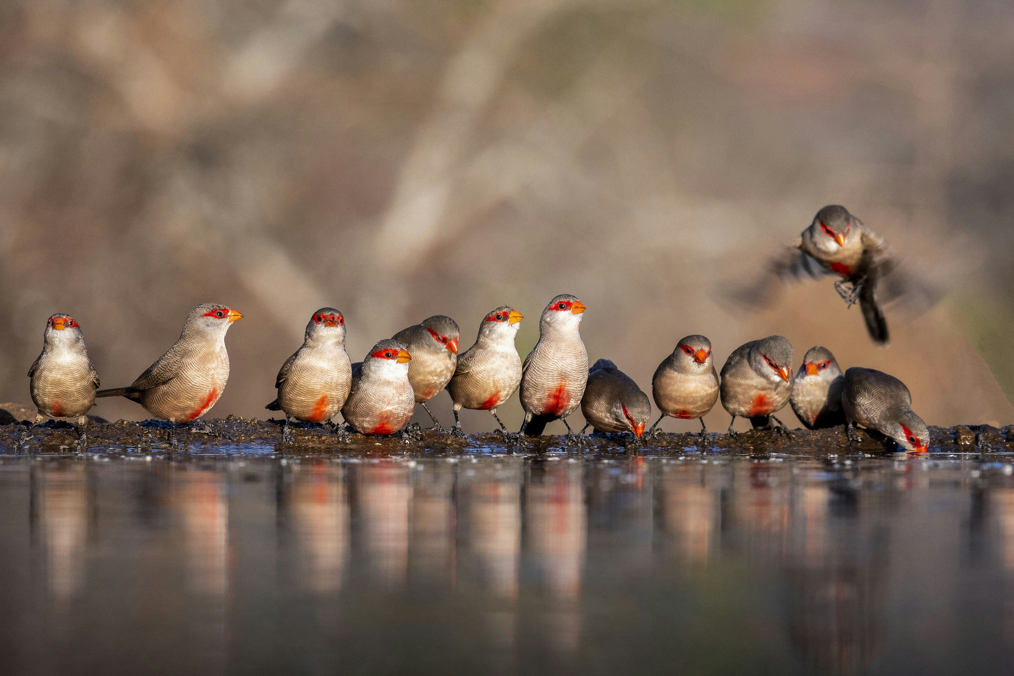 A flock of birds standing on top of a body of water