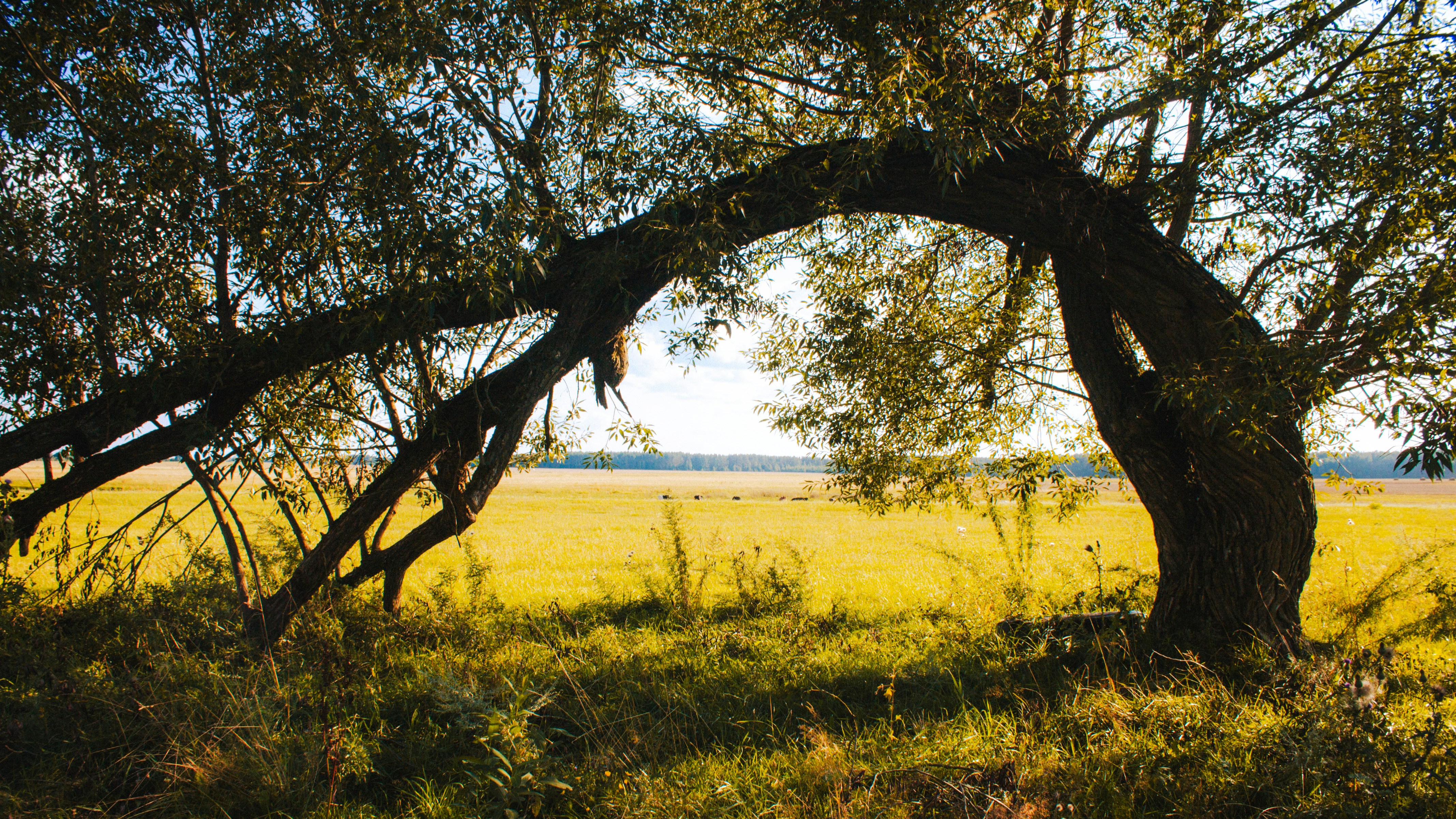 Photo by aleksey_parakhnevich