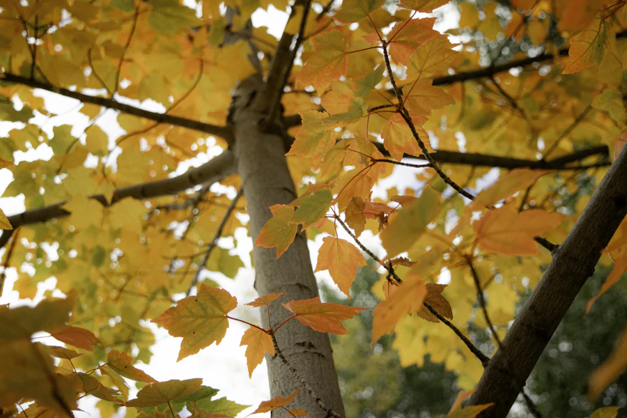 Autumn trees over a yard