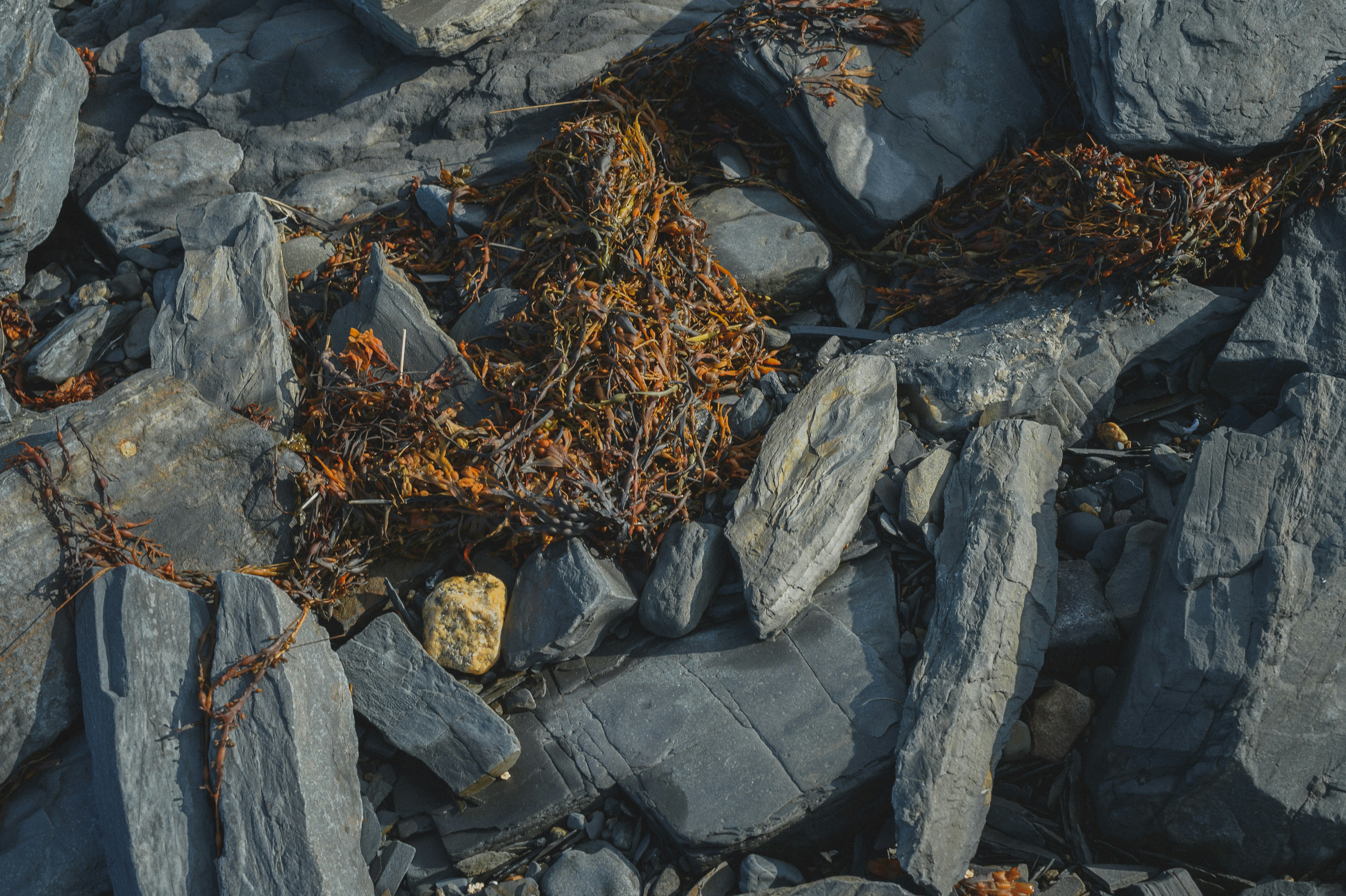 Photo by vonshnauzer