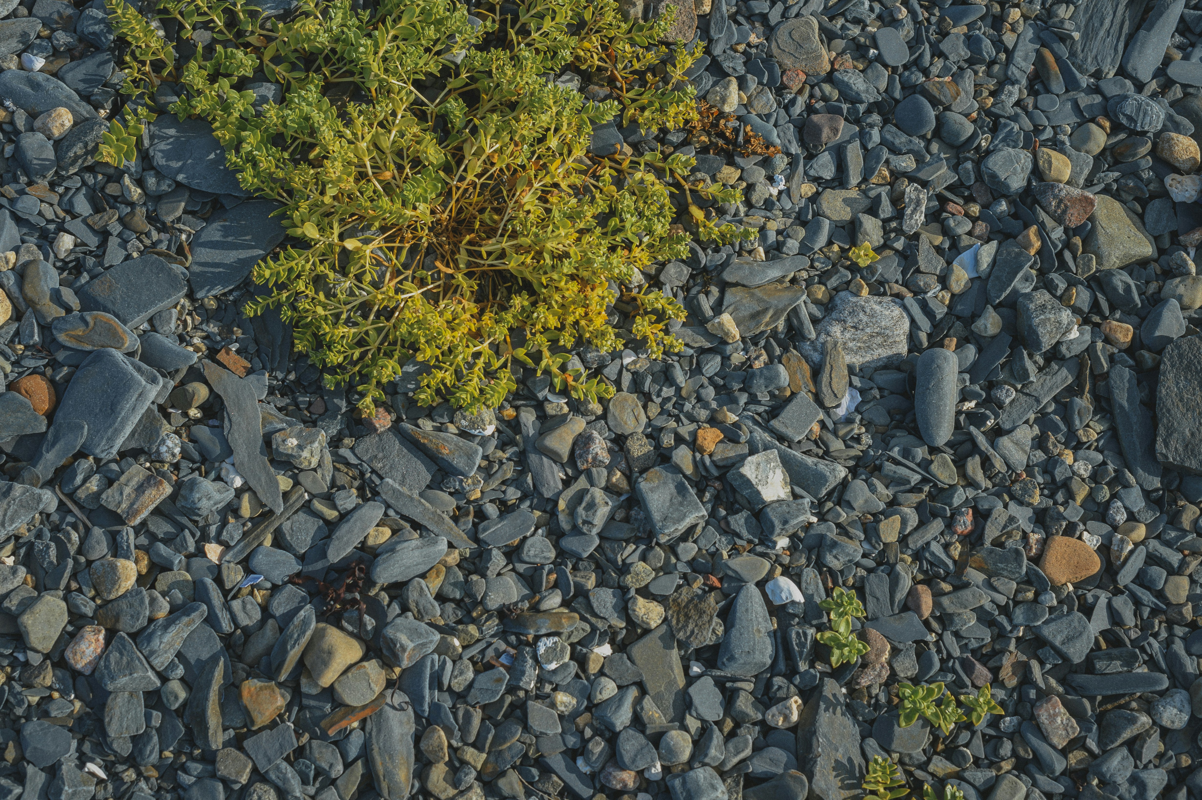 Photo by vonshnauzer