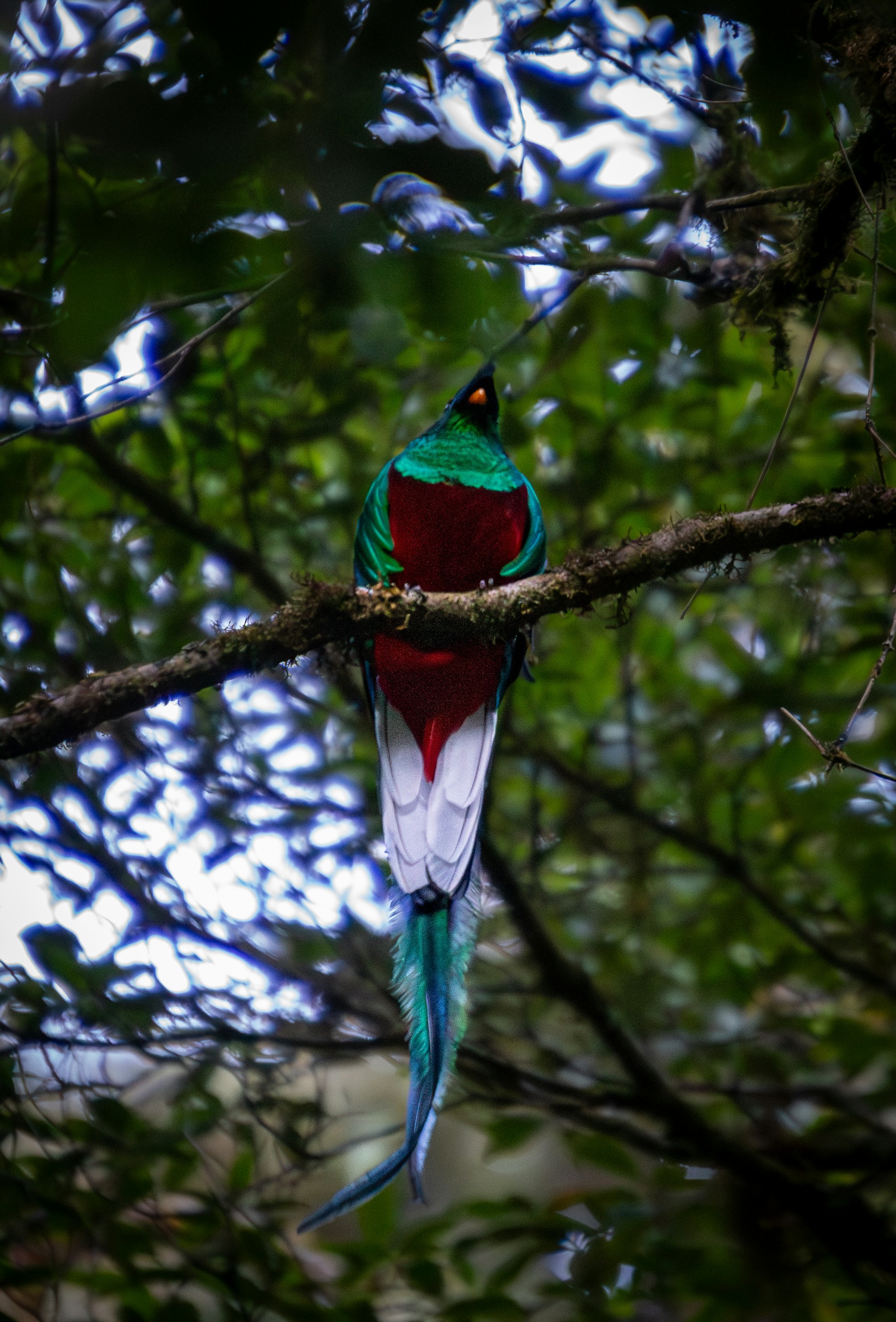 Un uccello colorato seduto in cima a un ramo di un albero