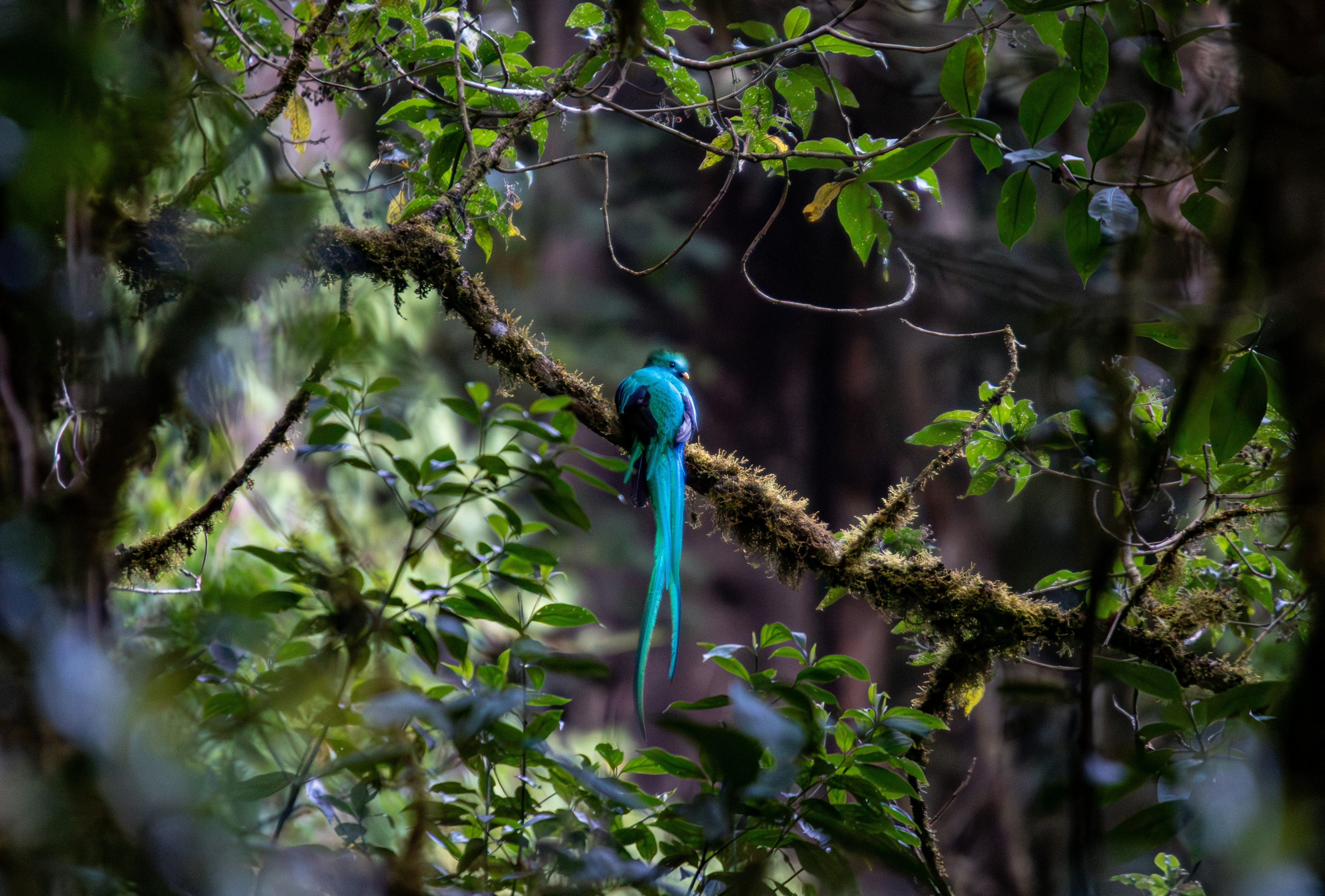 A blue bird perched on a tree branch