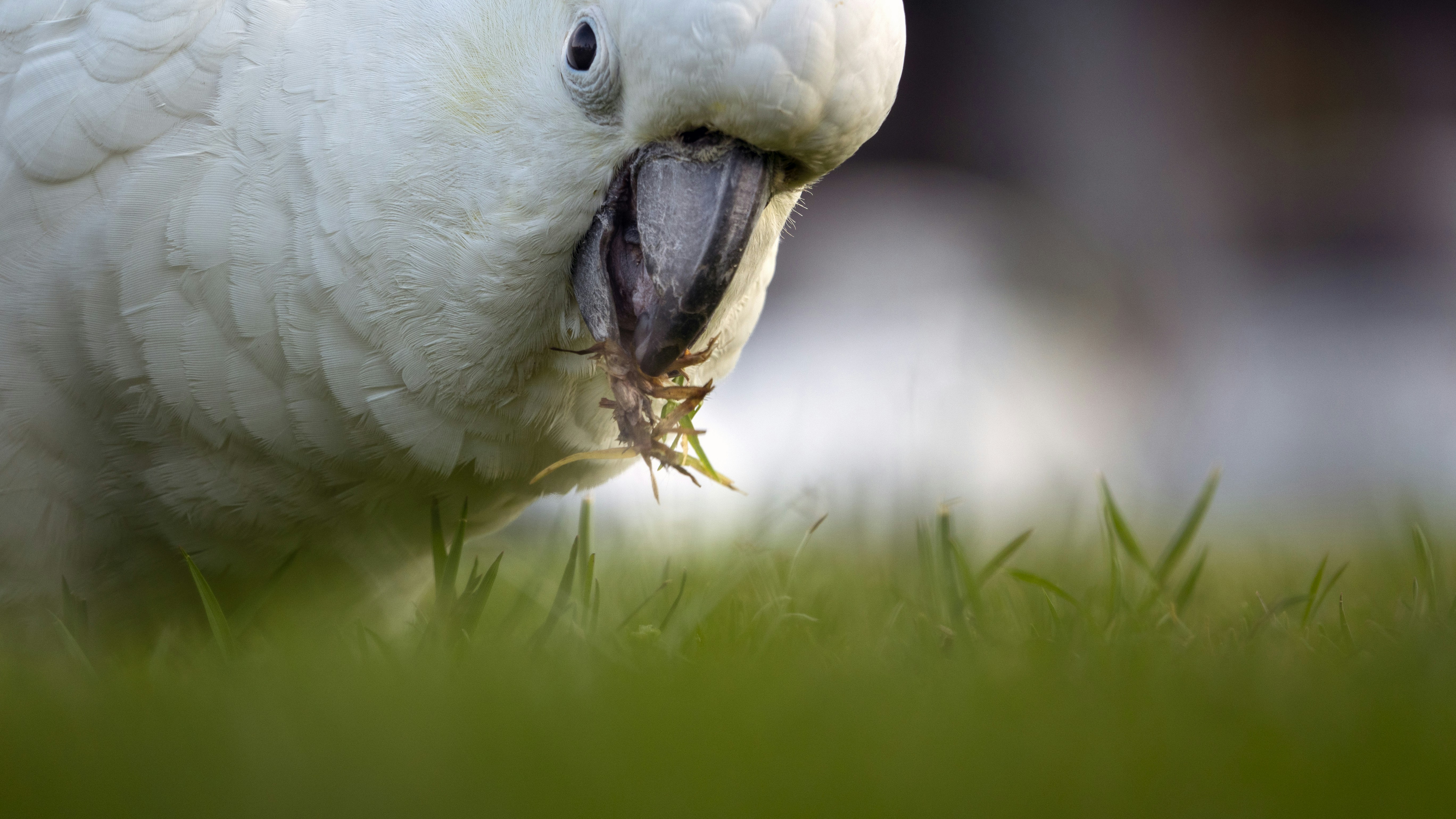 A white parrot with its mouth open standing in the grass