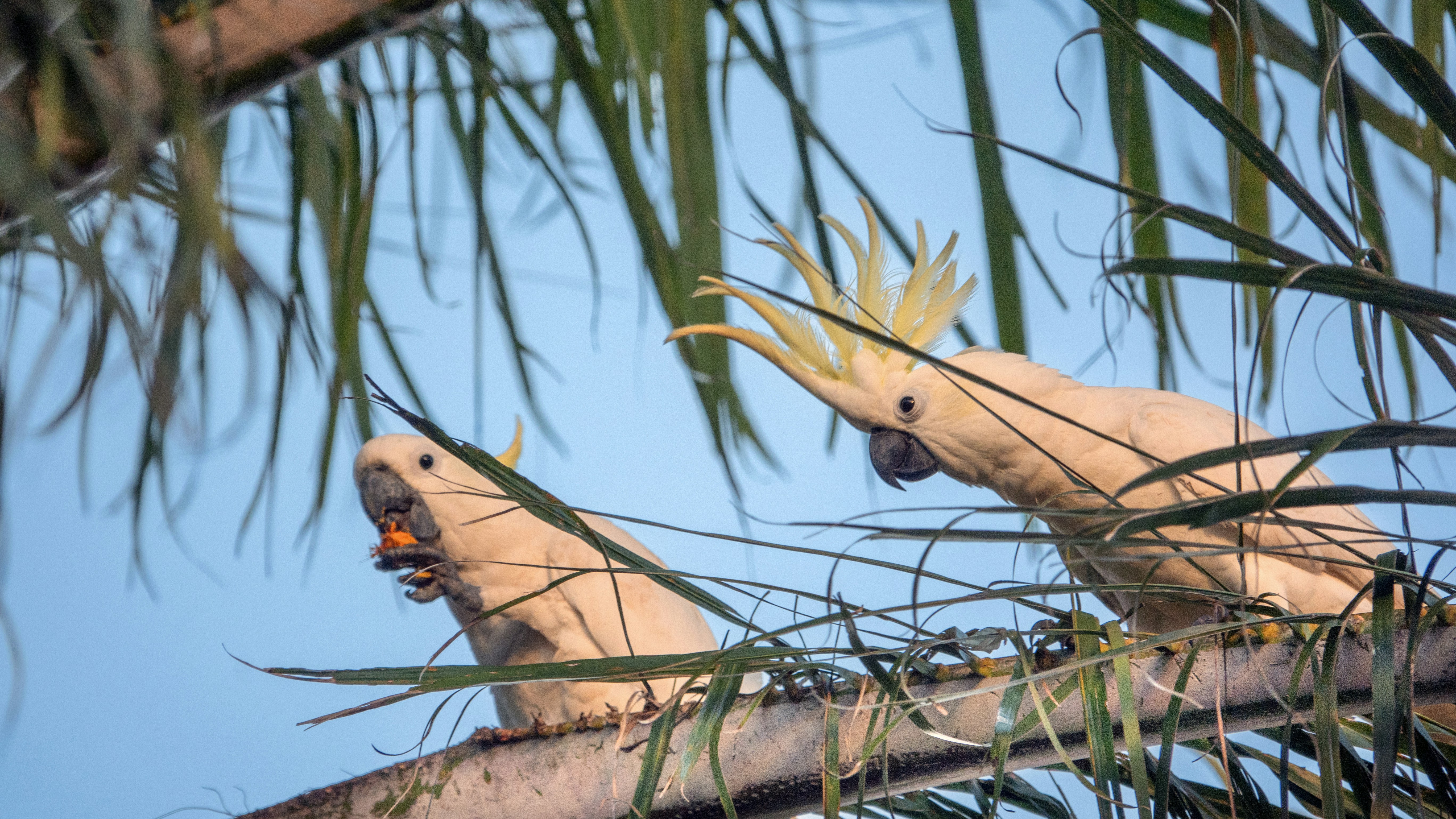 A couple of birds sitting on top of a tree