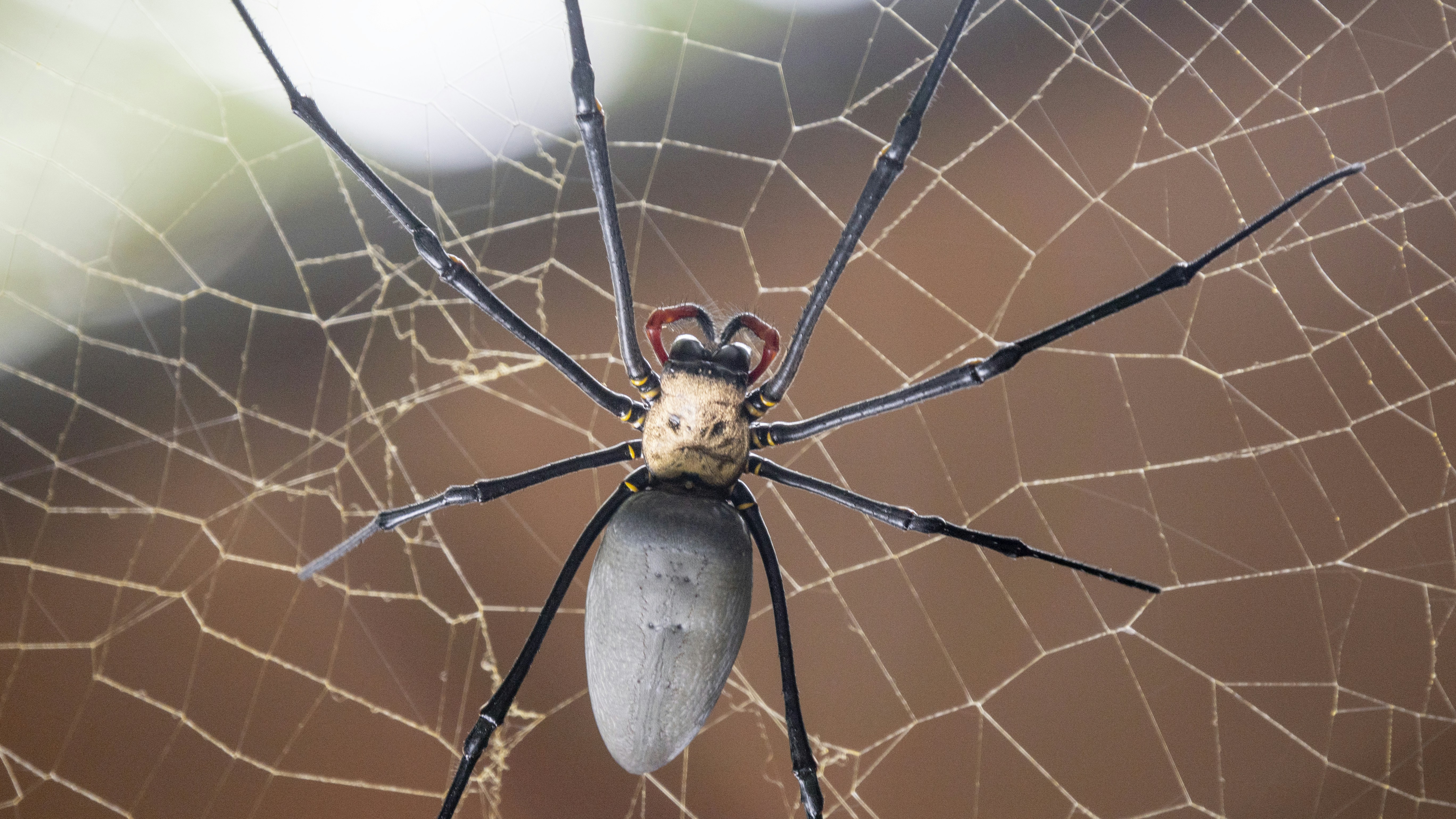 A close up of a spider on a web