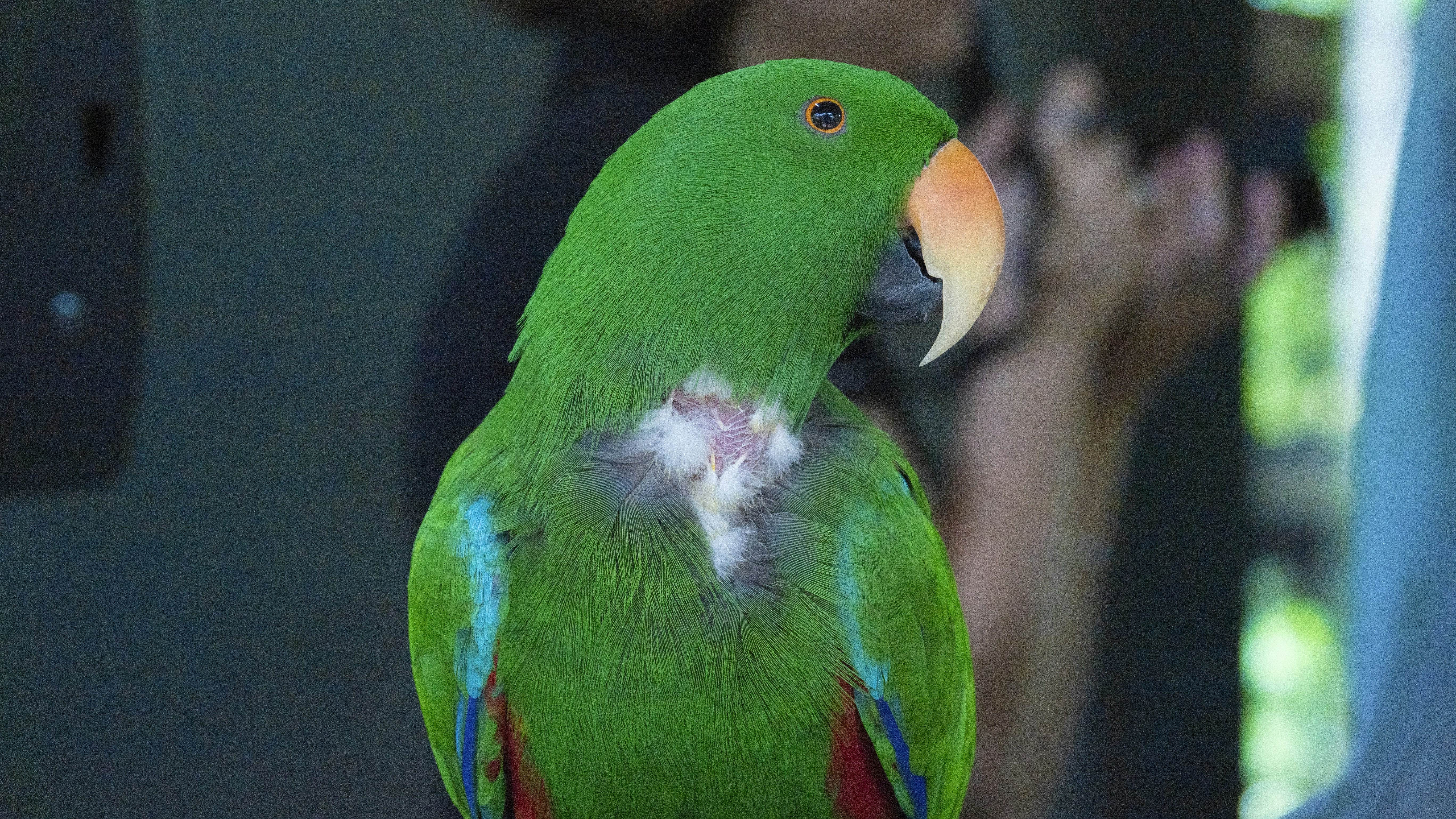 A green parrot sitting on top of a persons hand