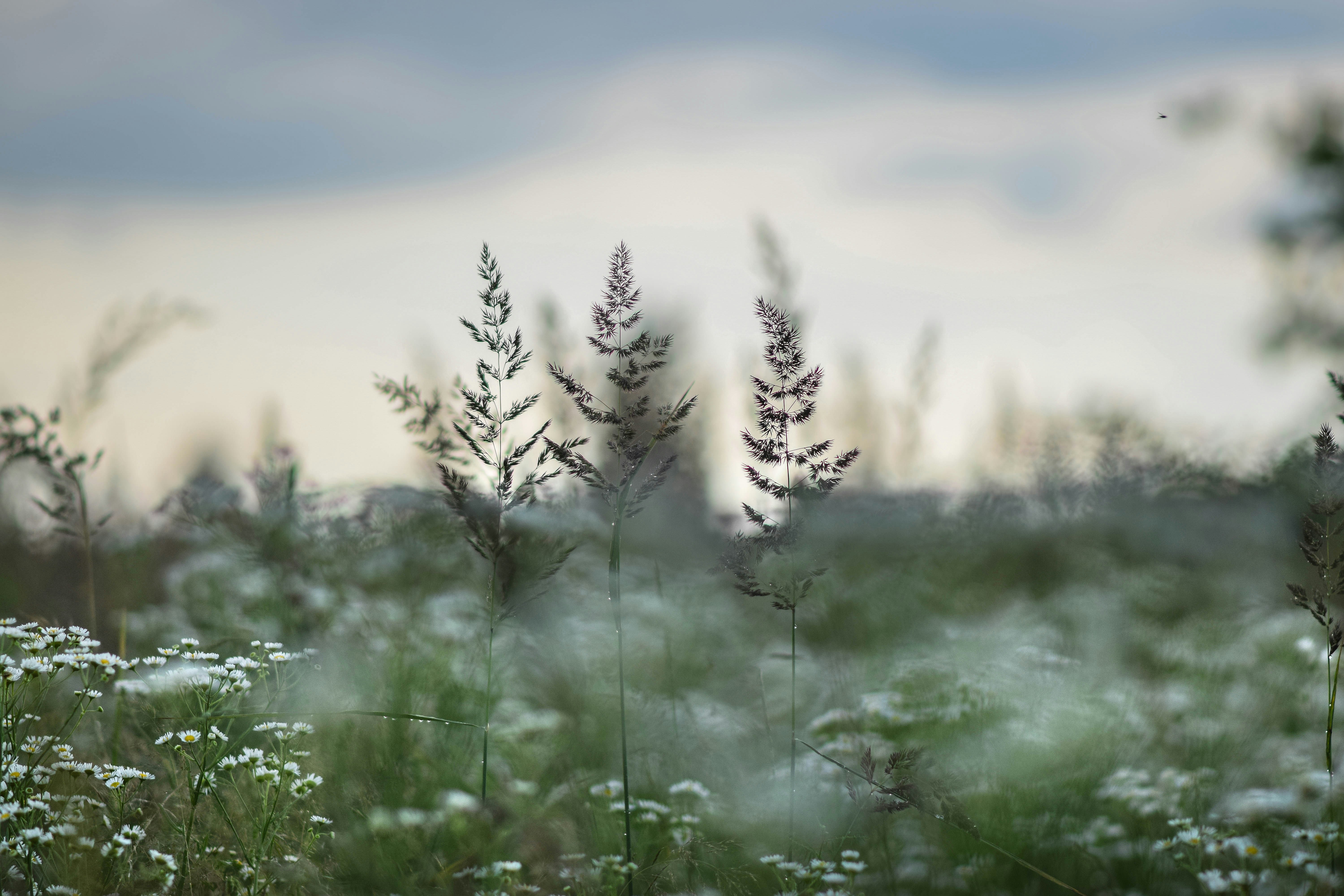 野花畑のぼやけた写真