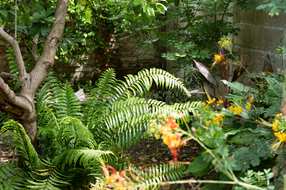 Lush planted garden bed with ferns, flowering plants and a mature tree
