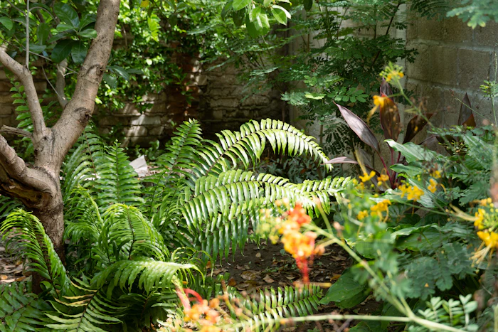 Tropical garden with ferns and palms