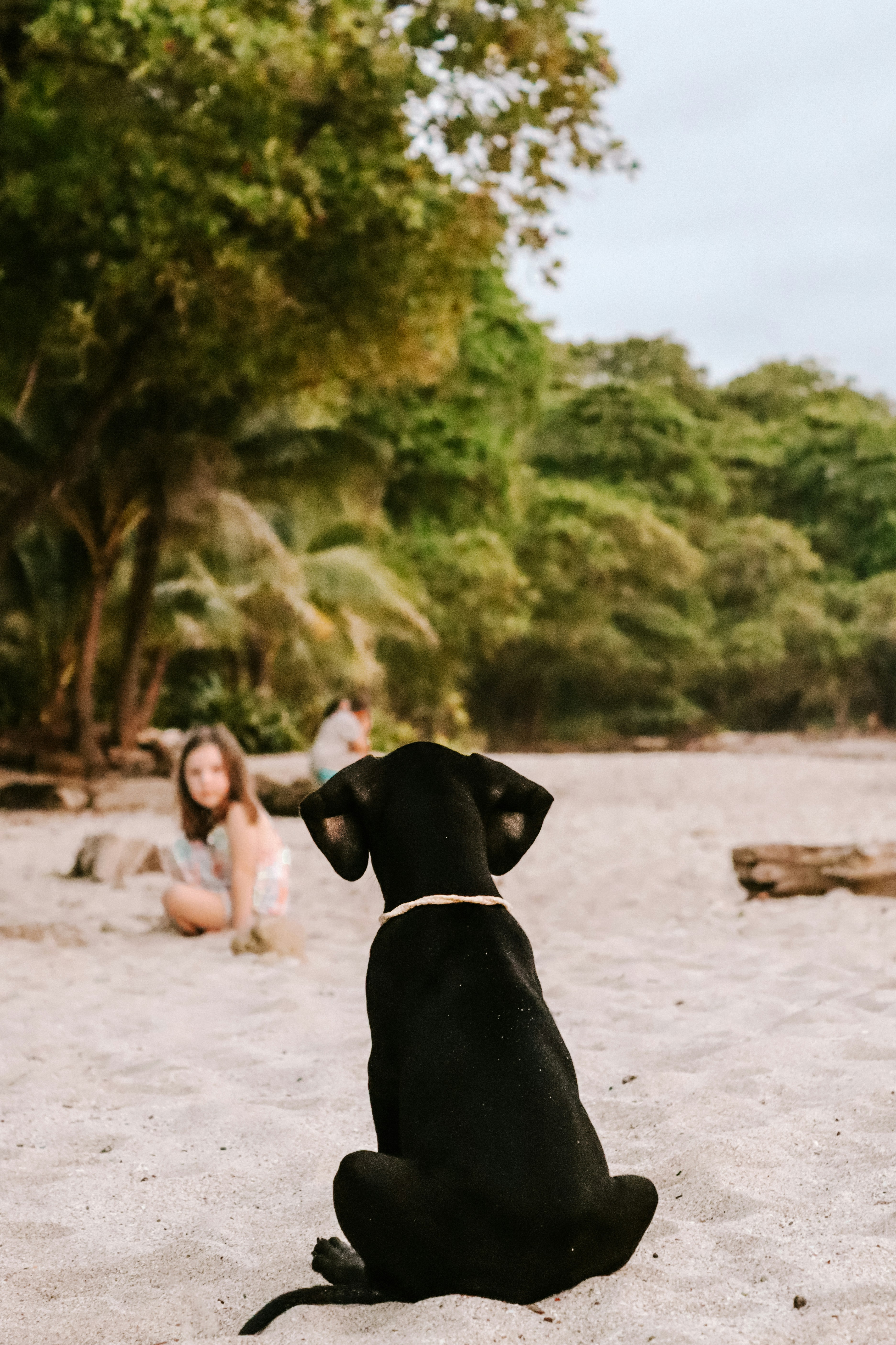 A black dog sitting on top of a sandy beach