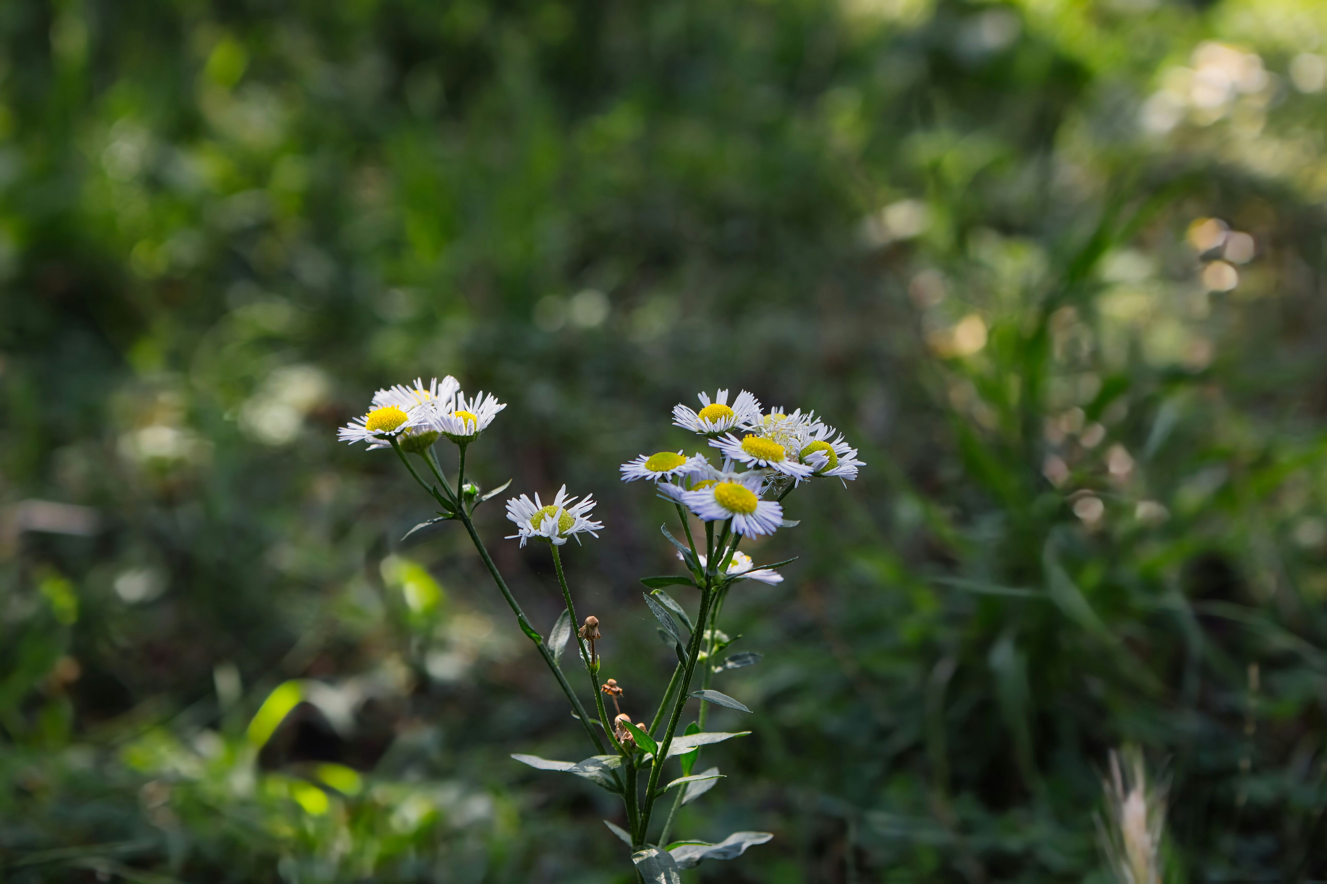 Photo by attilayener