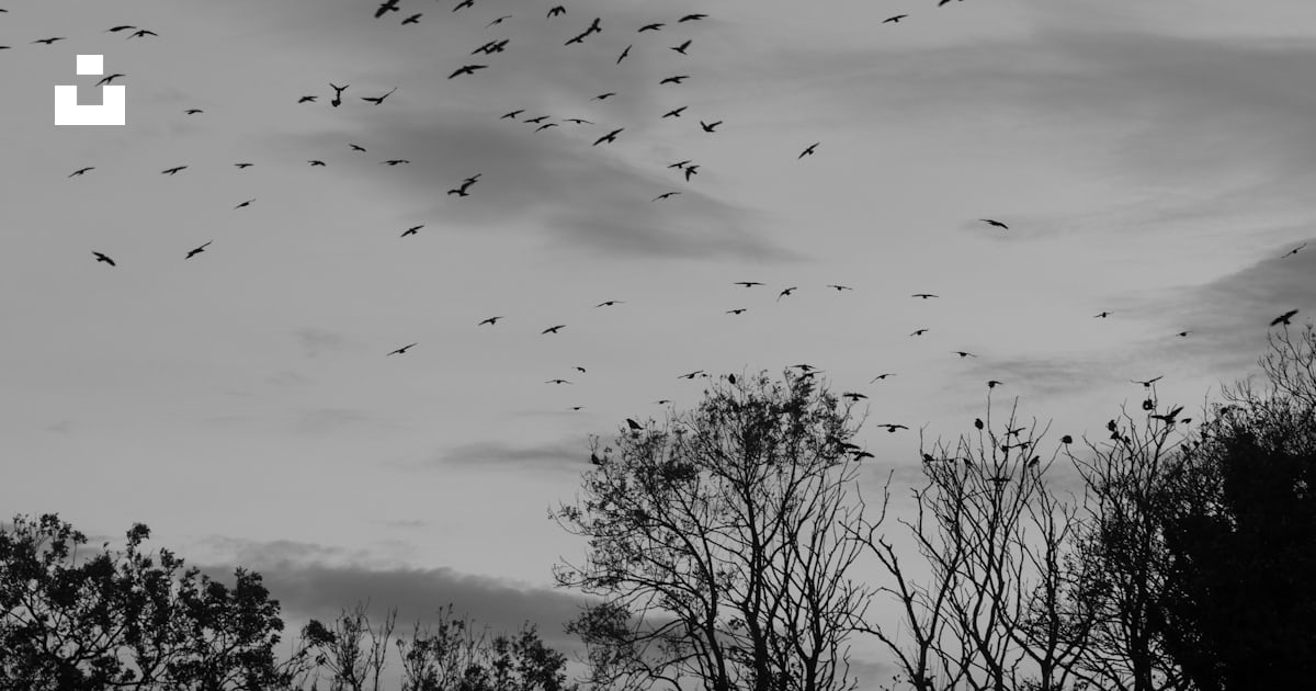 A flock of birds flying over a forest photo – Free Rigg or cruggleton ...