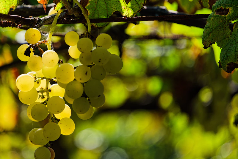 Cluster of grapes on the vine