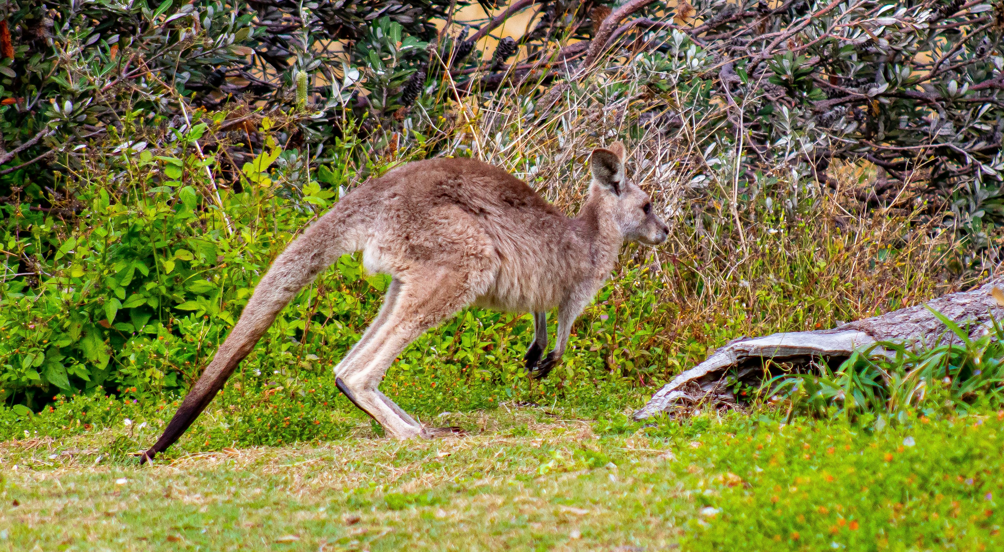 Ein Känguru steht auf einer saftig grünen Wiese