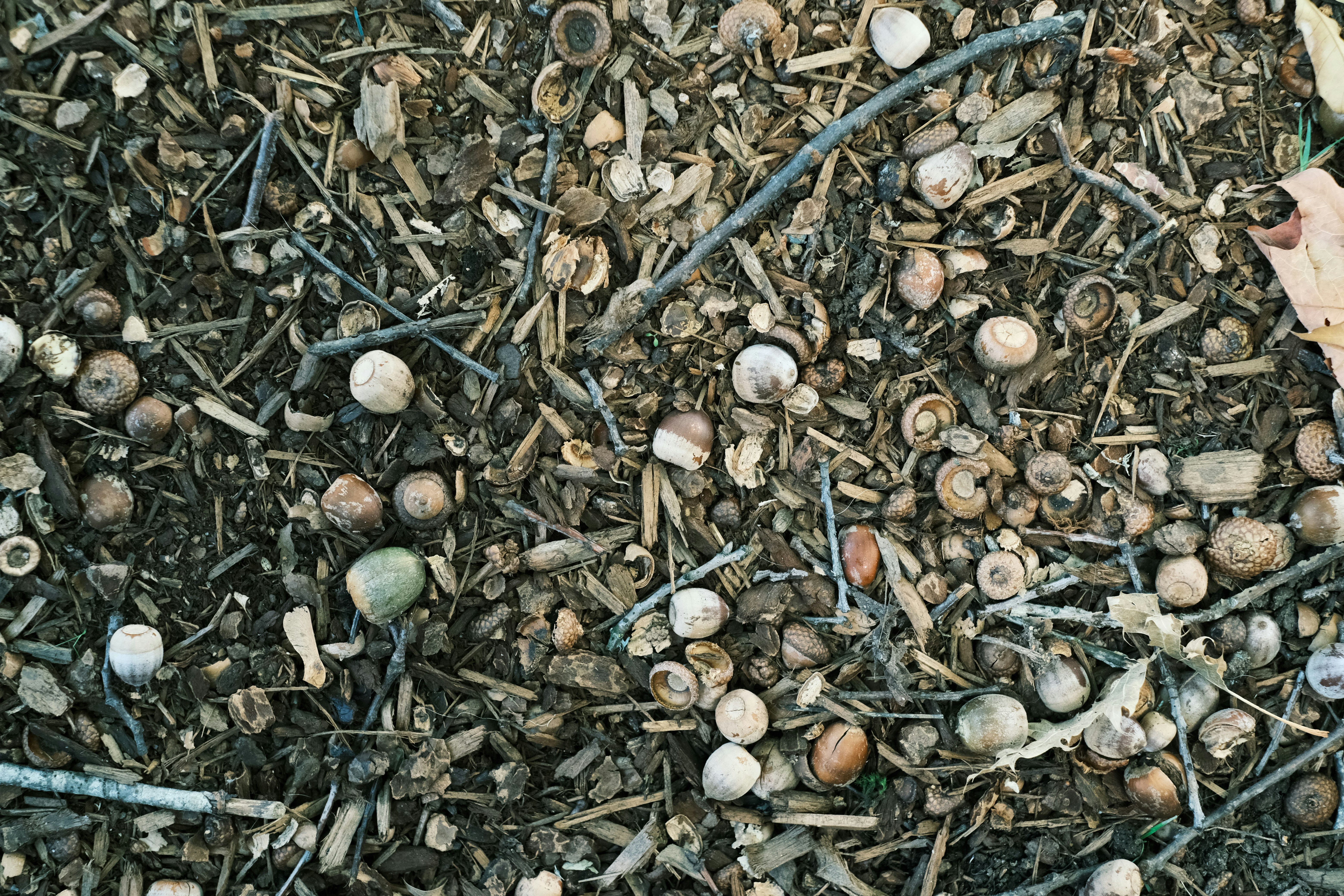A bunch of mushrooms that are on the ground