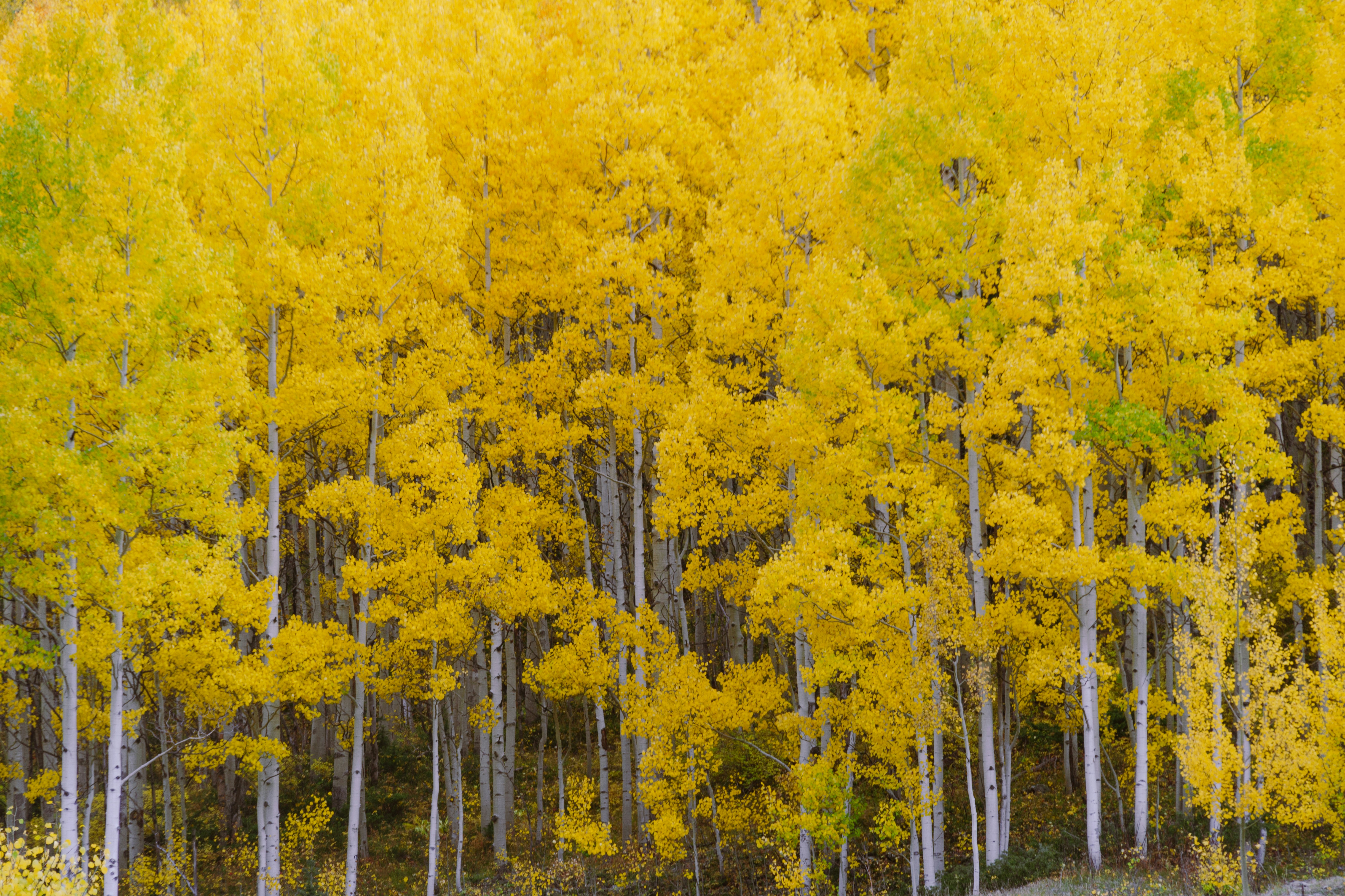 Photo by jaspergribble