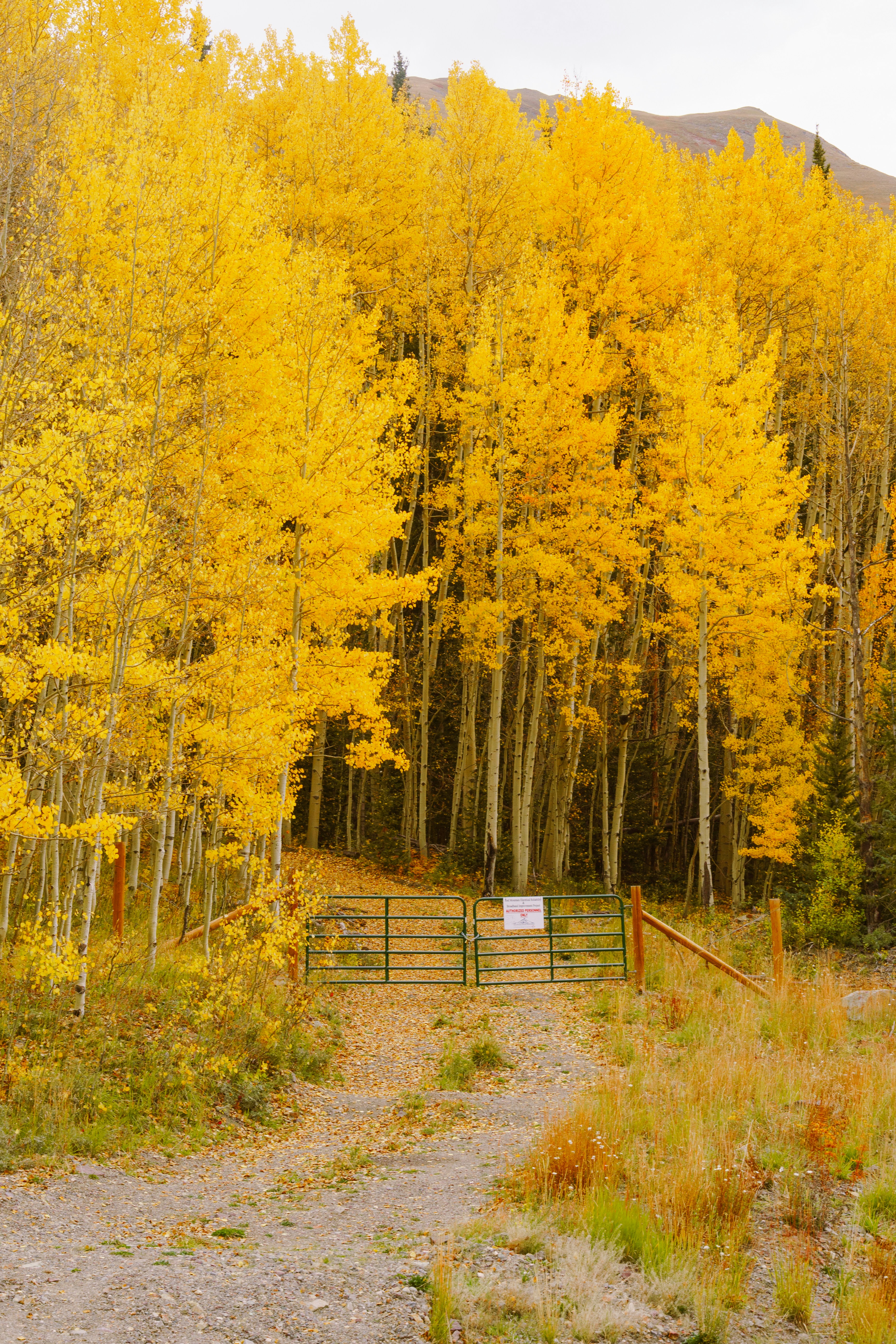 Photo by jaspergribble