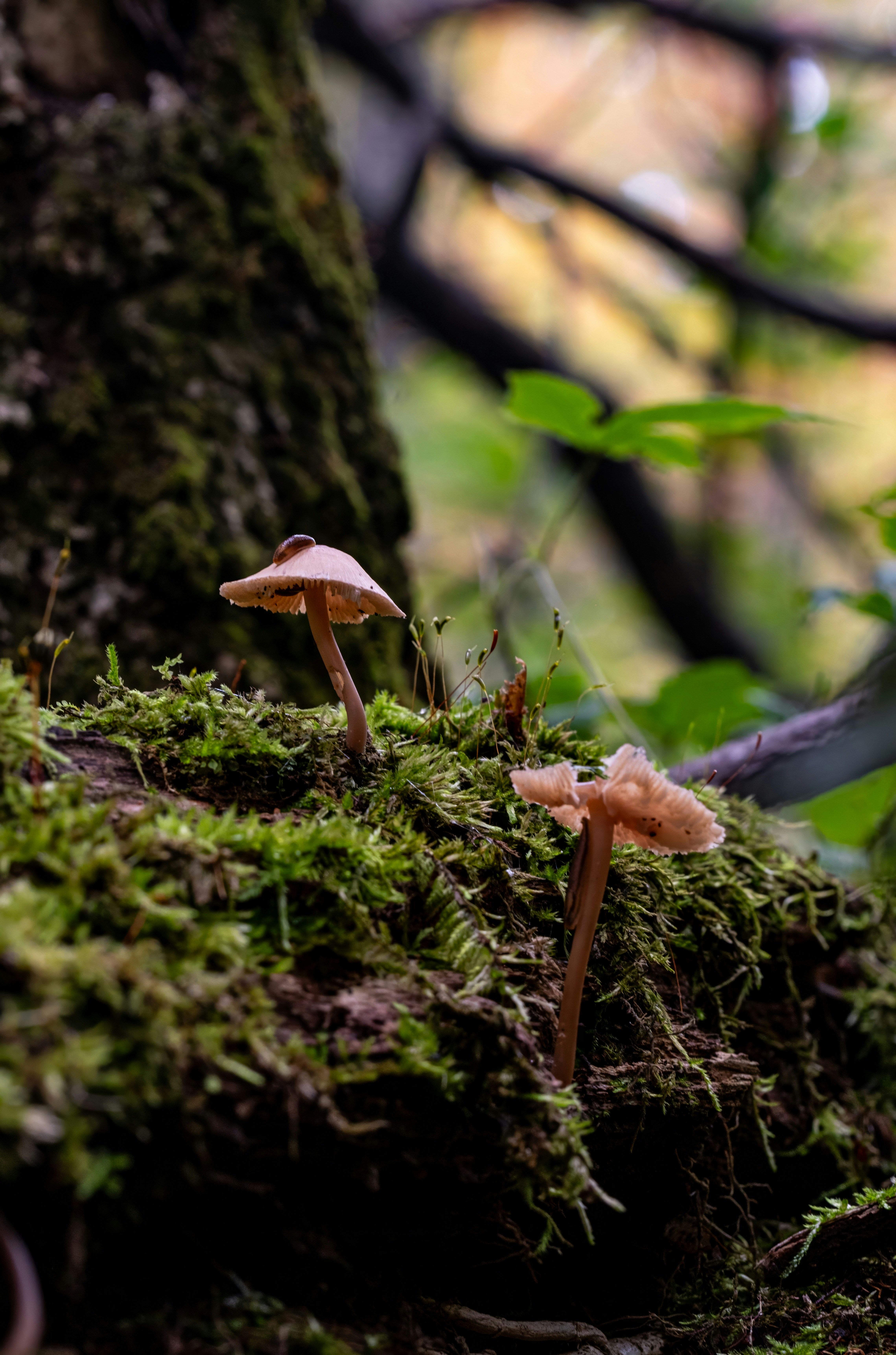 Photo by alexandredaoust