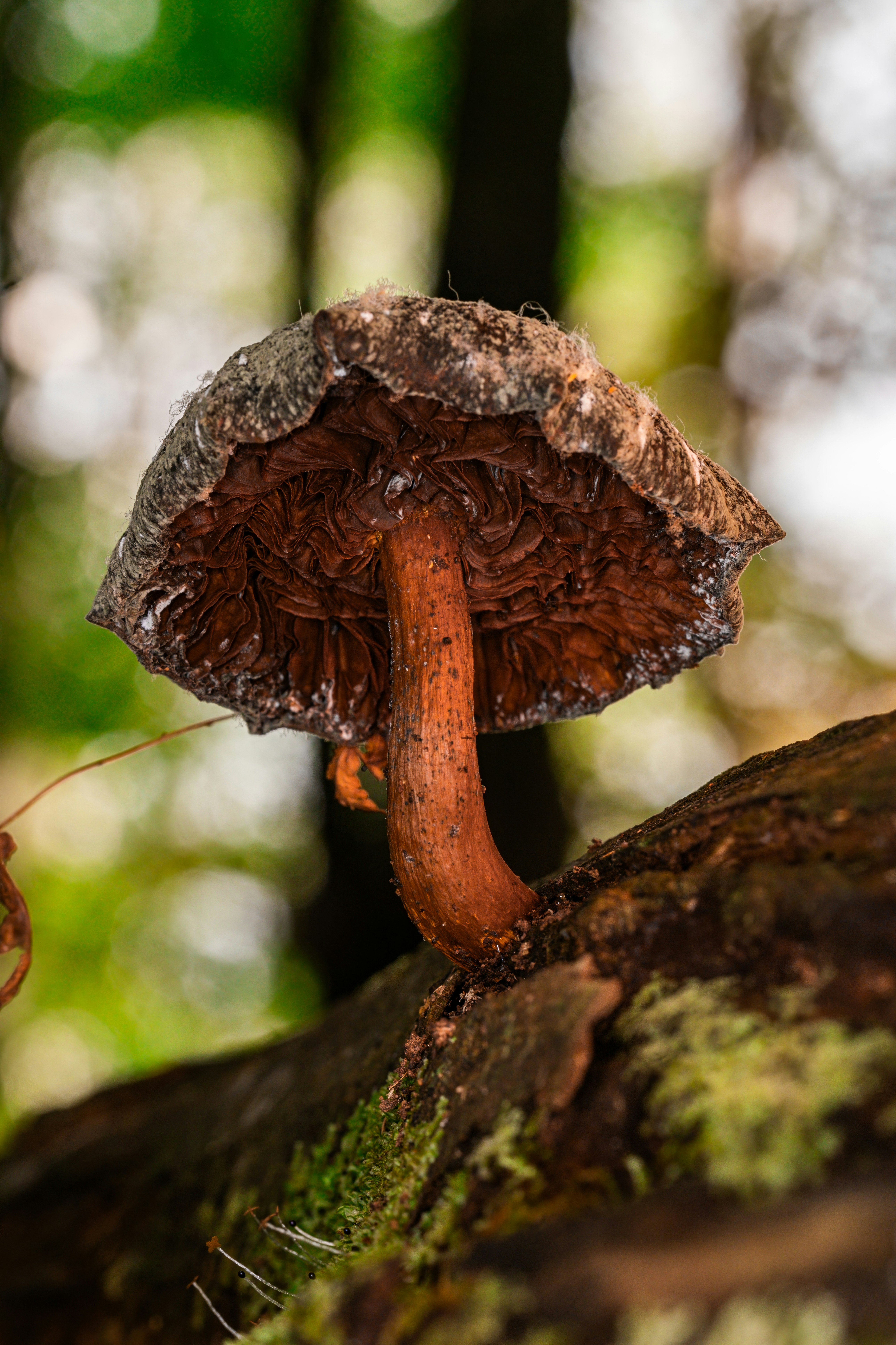 Photo by alexandredaoust